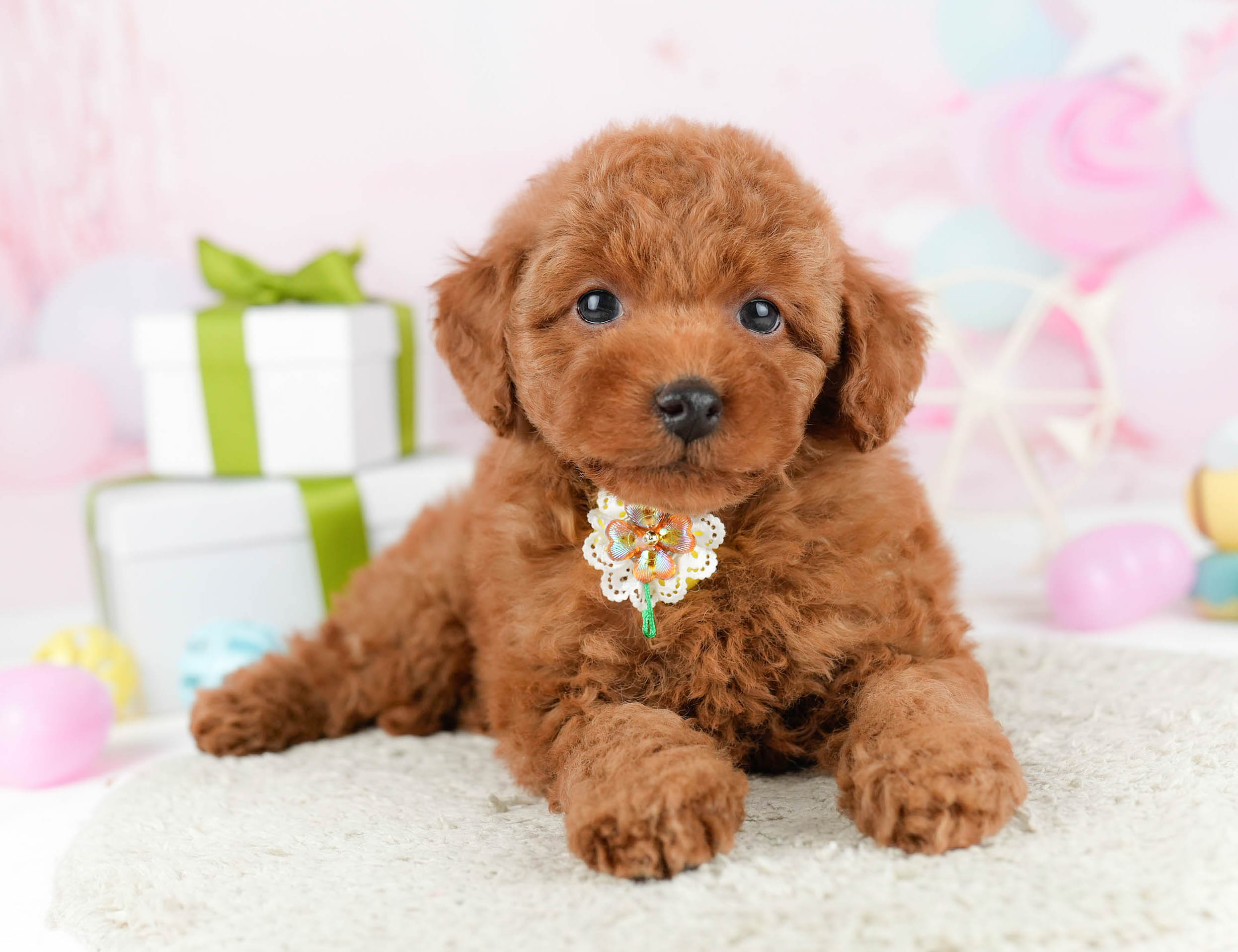 トイ・プードル | 男の子 | レッド | 2026年1月1日