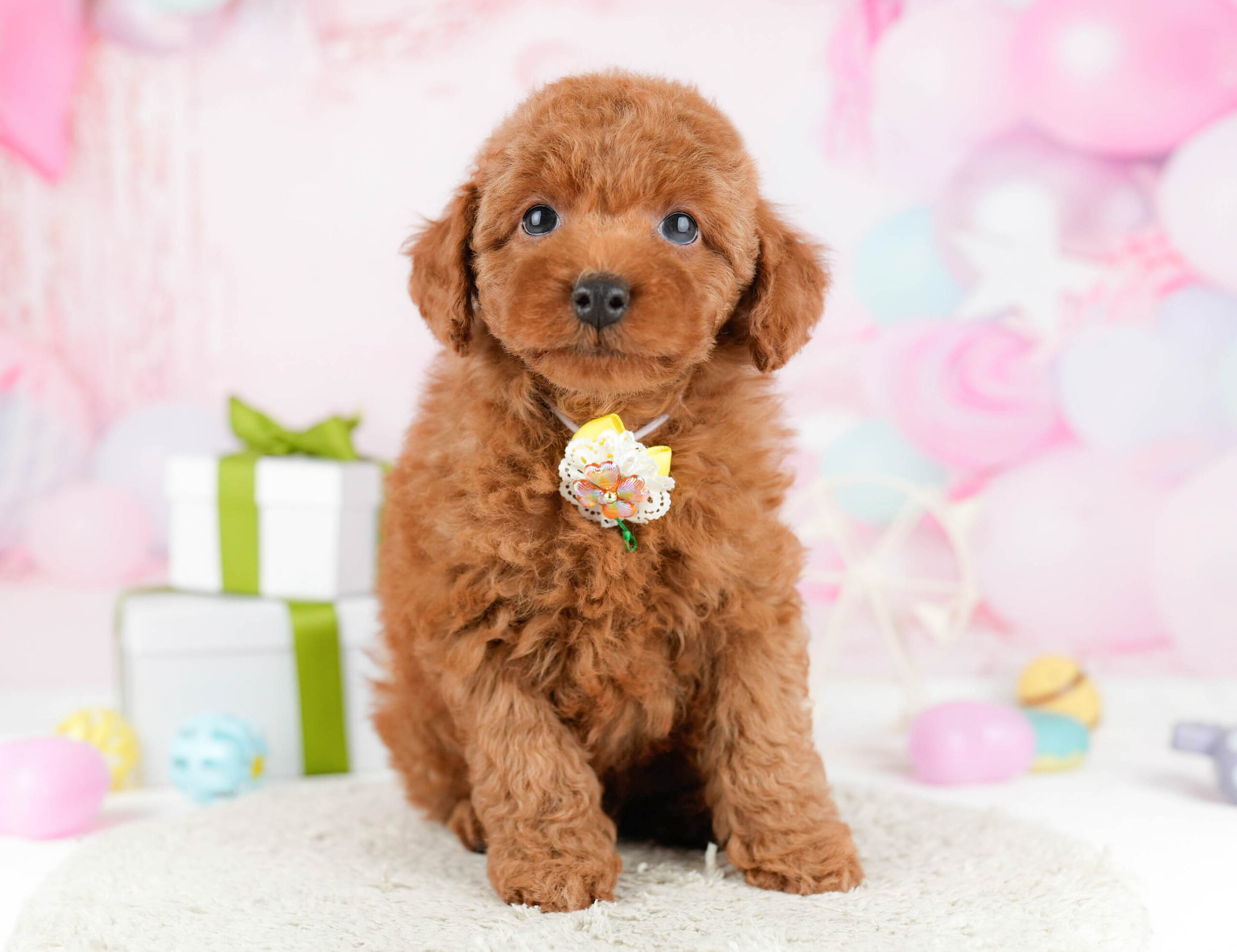 トイ・プードル | 男の子 | レッド | 2026年1月1日