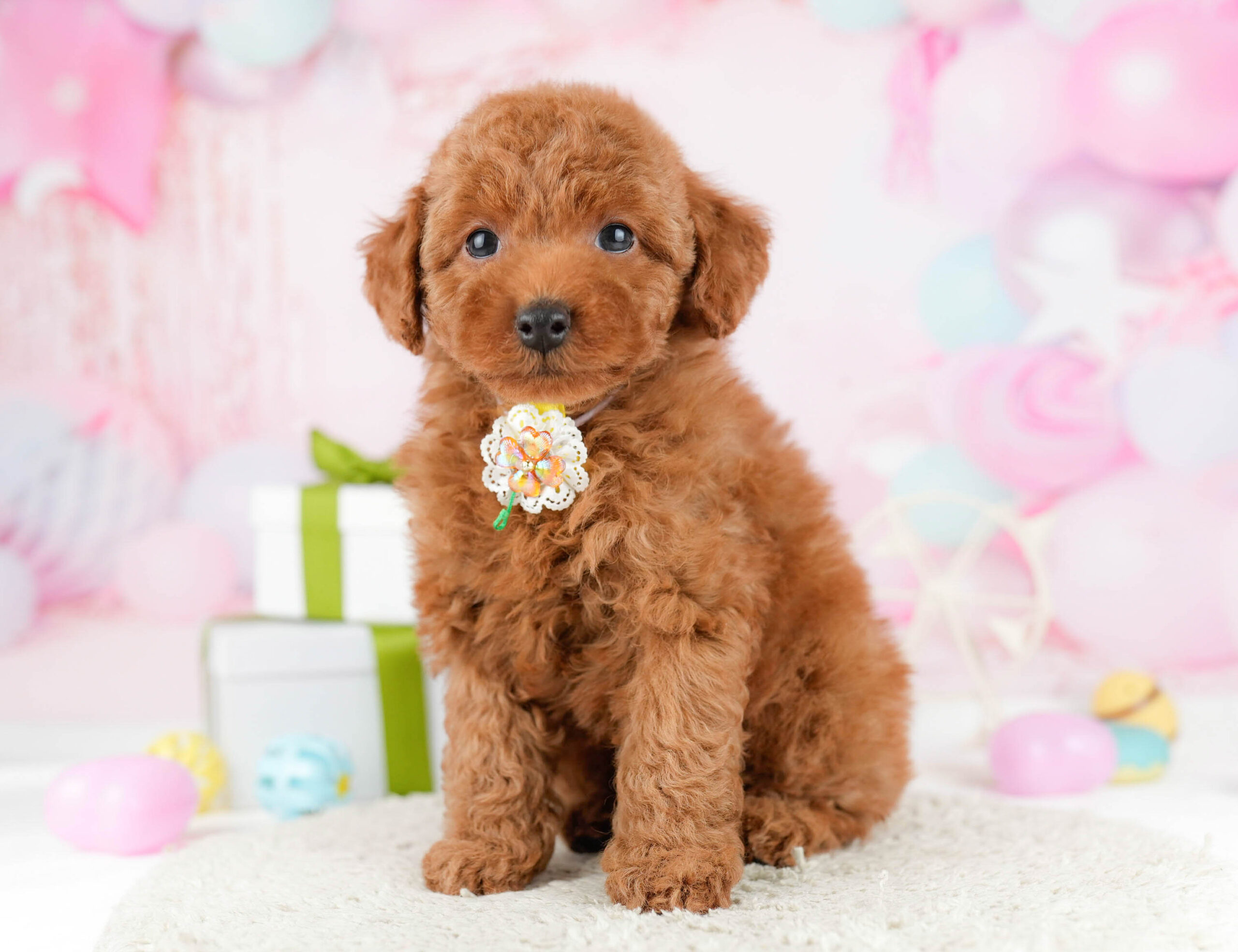 トイ・プードル | 男の子 | レッド | 2026年1月1日