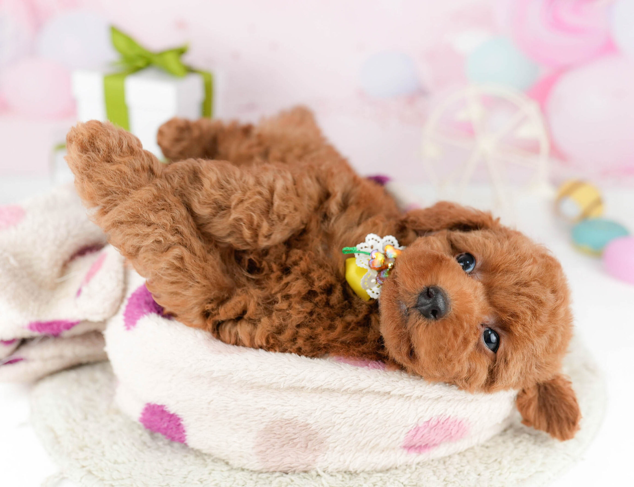 トイ・プードル | 男の子 | レッド | 2026年1月1日