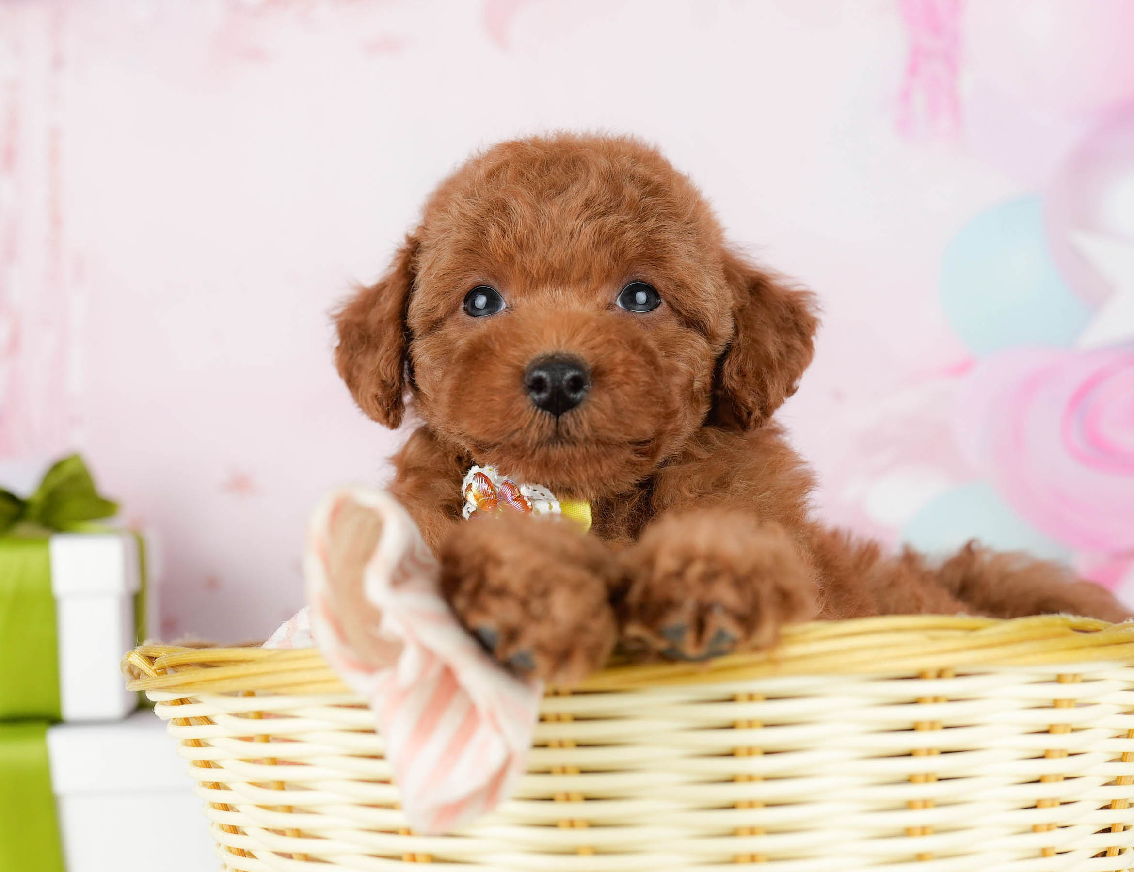 トイ・プードル | 男の子 | レッド | 2026年1月1日