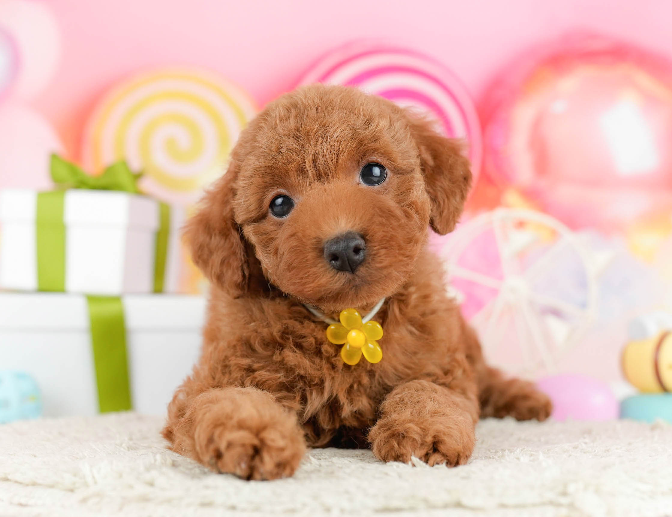 トイ・プードル | 男の子 | レッド | 2026年1月1日