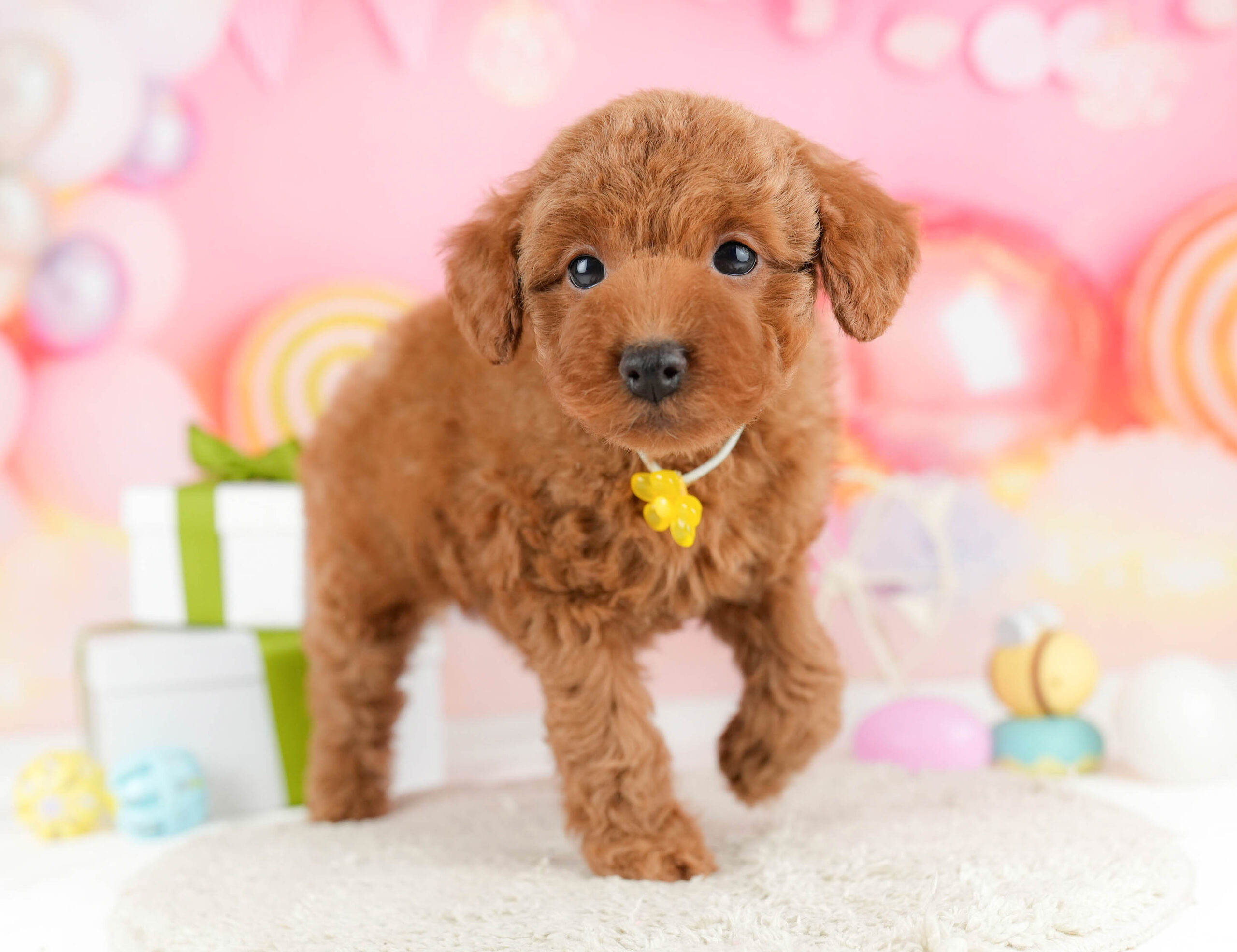 トイ・プードル | 男の子 | レッド | 2026年1月1日