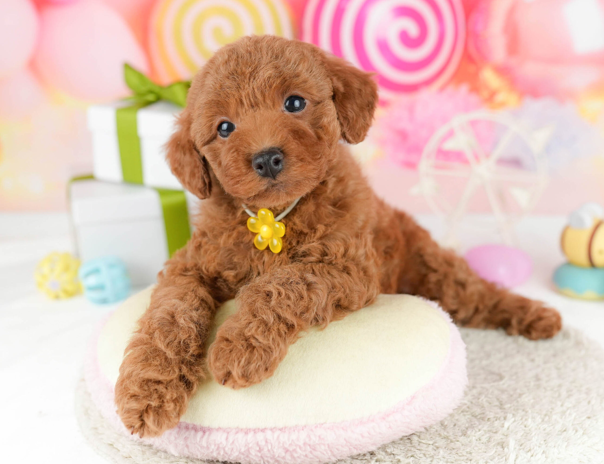 トイ・プードル | 男の子 | レッド | 2026年1月1日