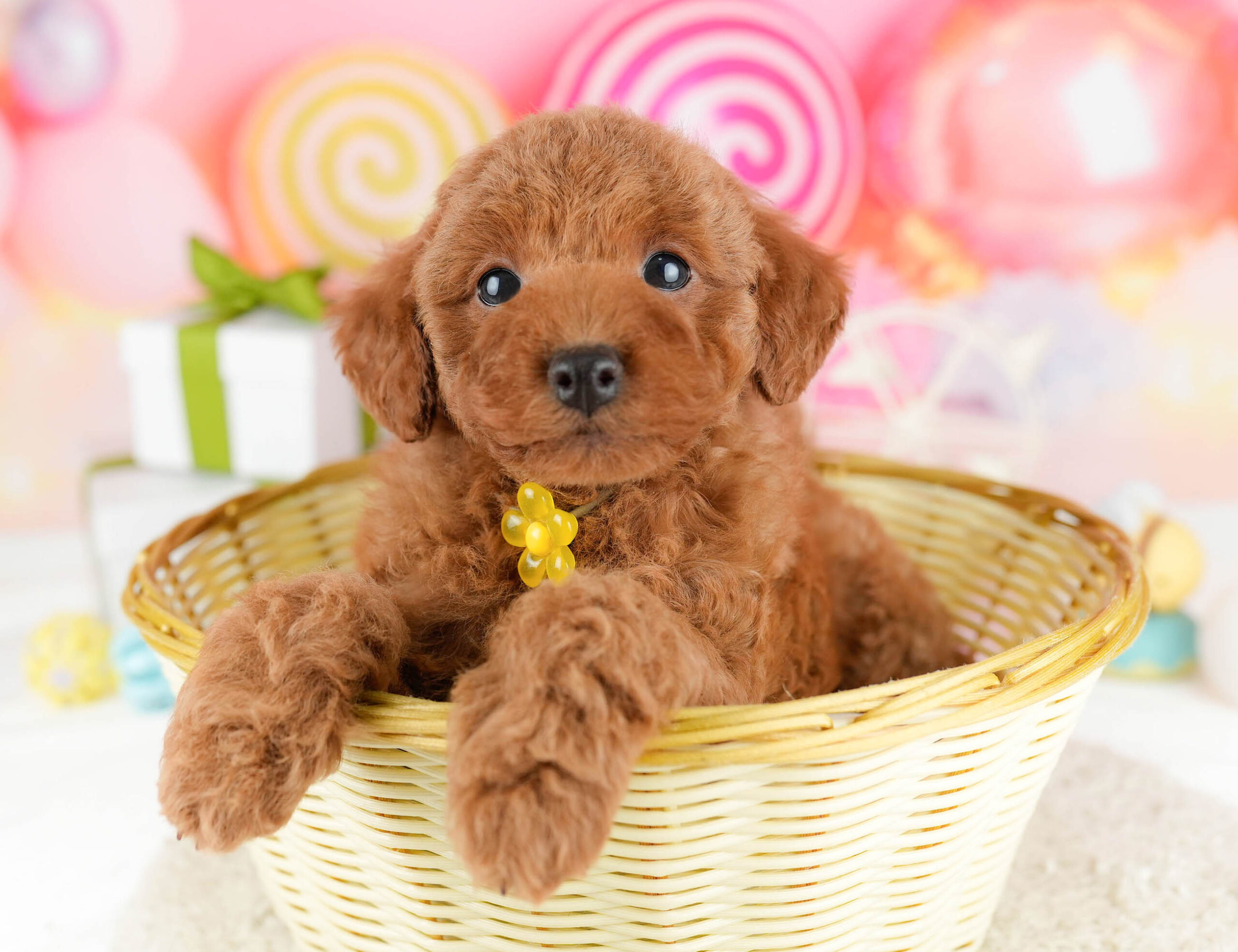 トイ・プードル | 男の子 | レッド | 2026年1月1日