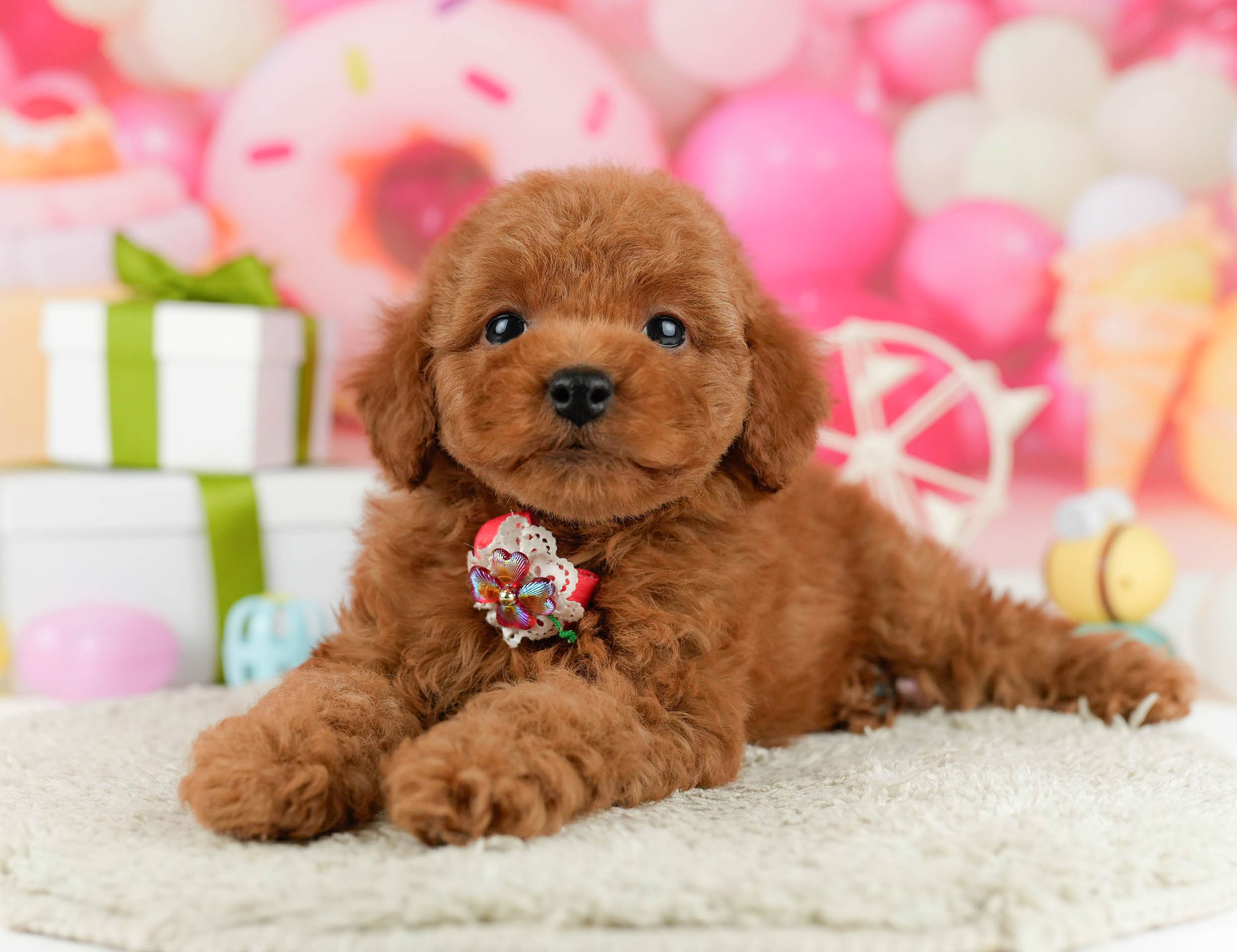 トイ・プードル | 男の子 | レッド | 2026年1月1日