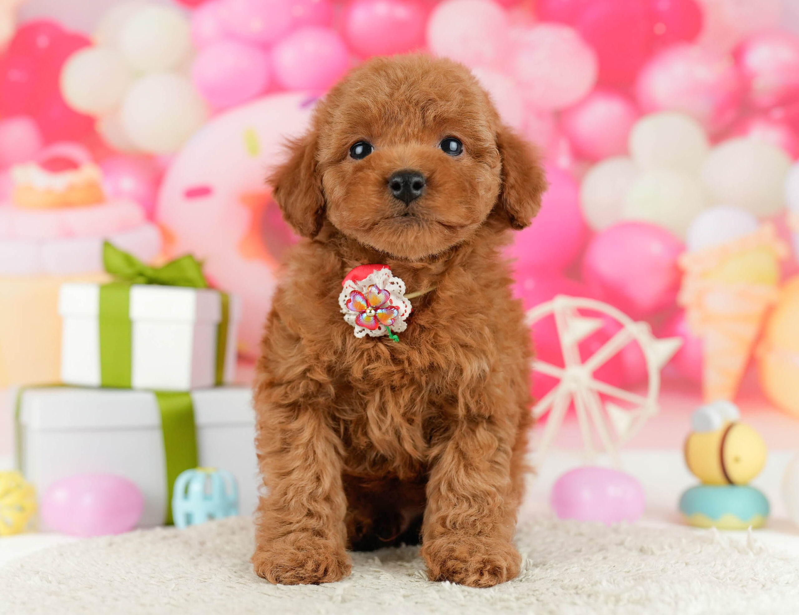 トイ・プードル | 男の子 | レッド | 2026年1月1日