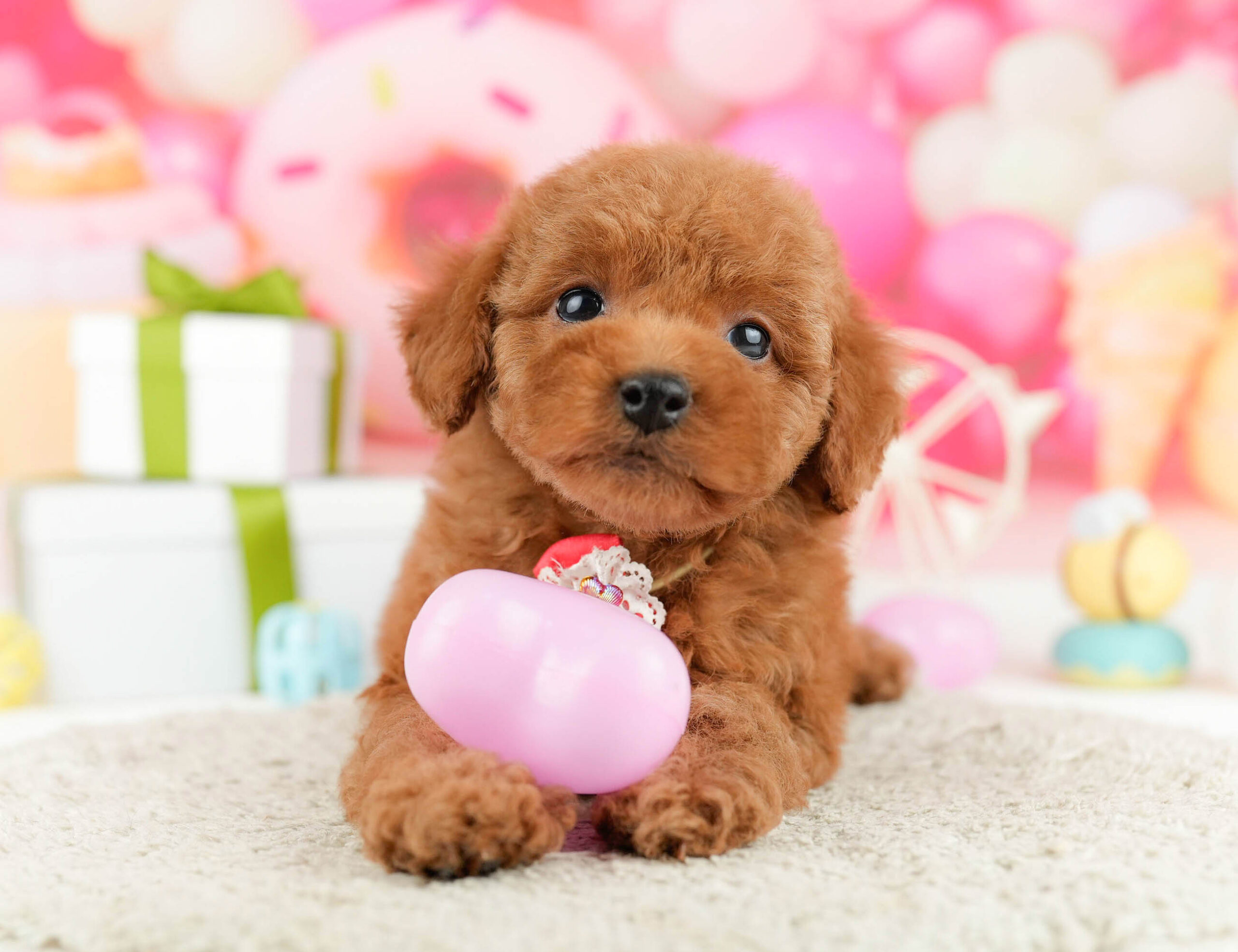 トイ・プードル | 男の子 | レッド | 2026年1月1日