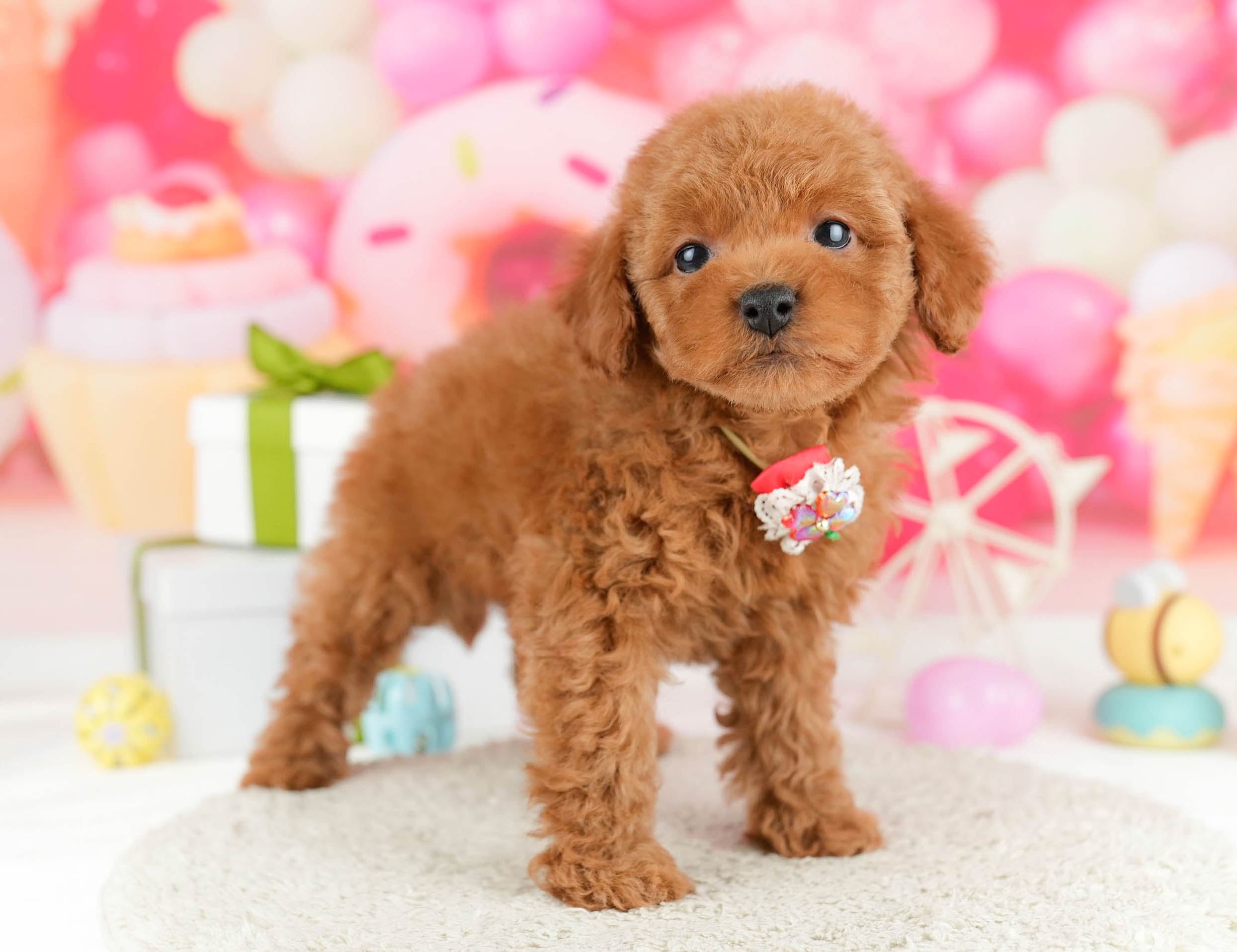 トイ・プードル | 男の子 | レッド | 2026年1月1日