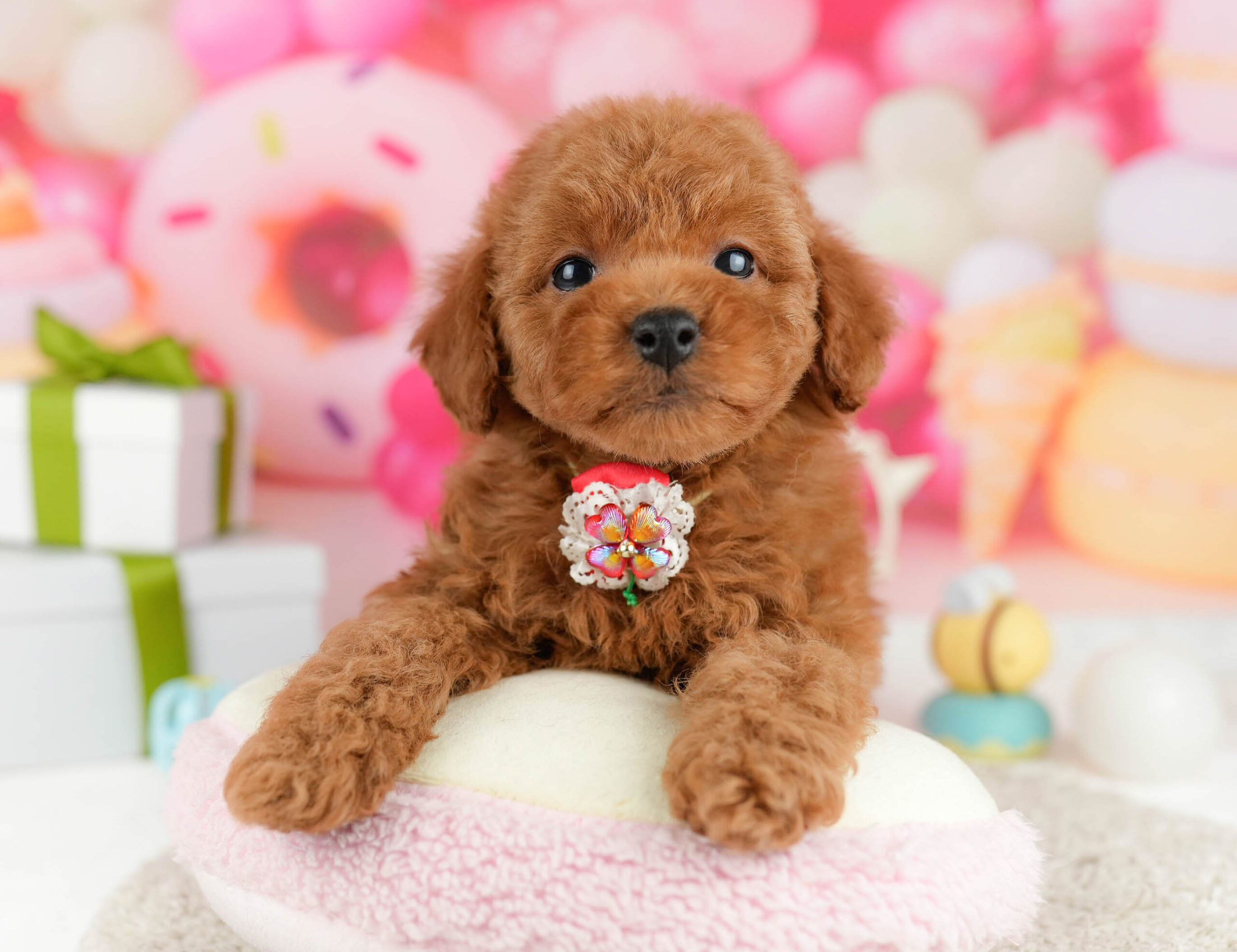 トイ・プードル | 男の子 | レッド | 2026年1月1日（ID:dog-10007371）