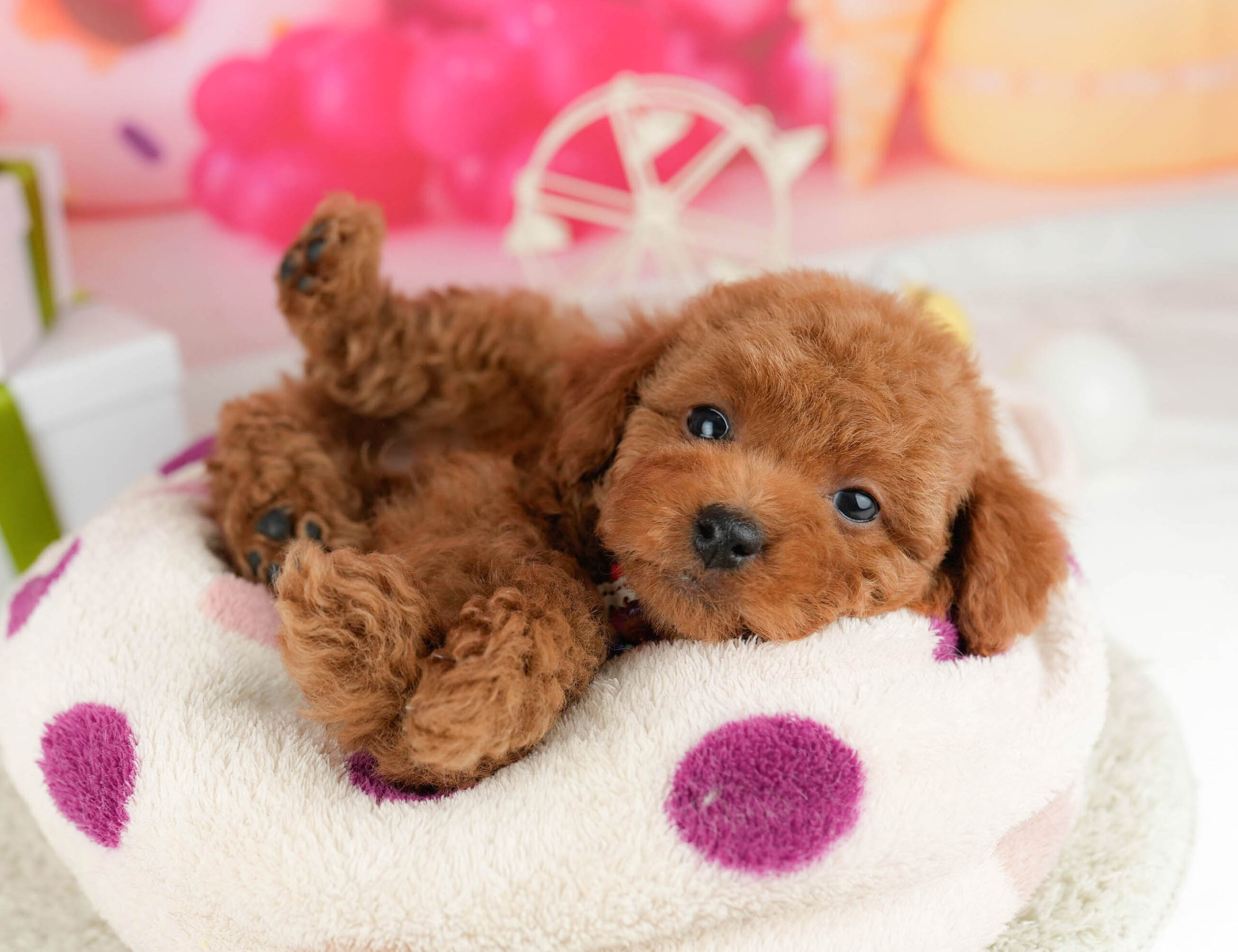 トイ・プードル | 男の子 | レッド | 2026年1月1日