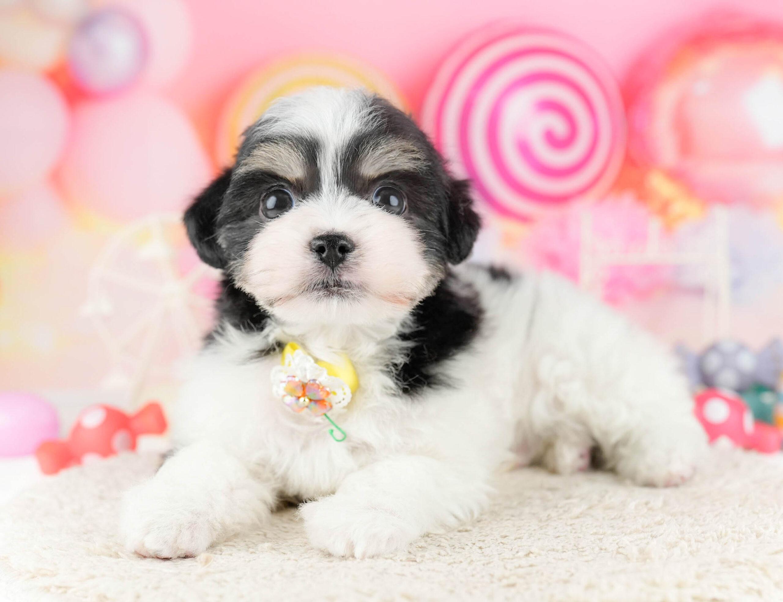 マルポメプー | 男の子 | ブラックタン＆ホワイト | 2026年1月2日