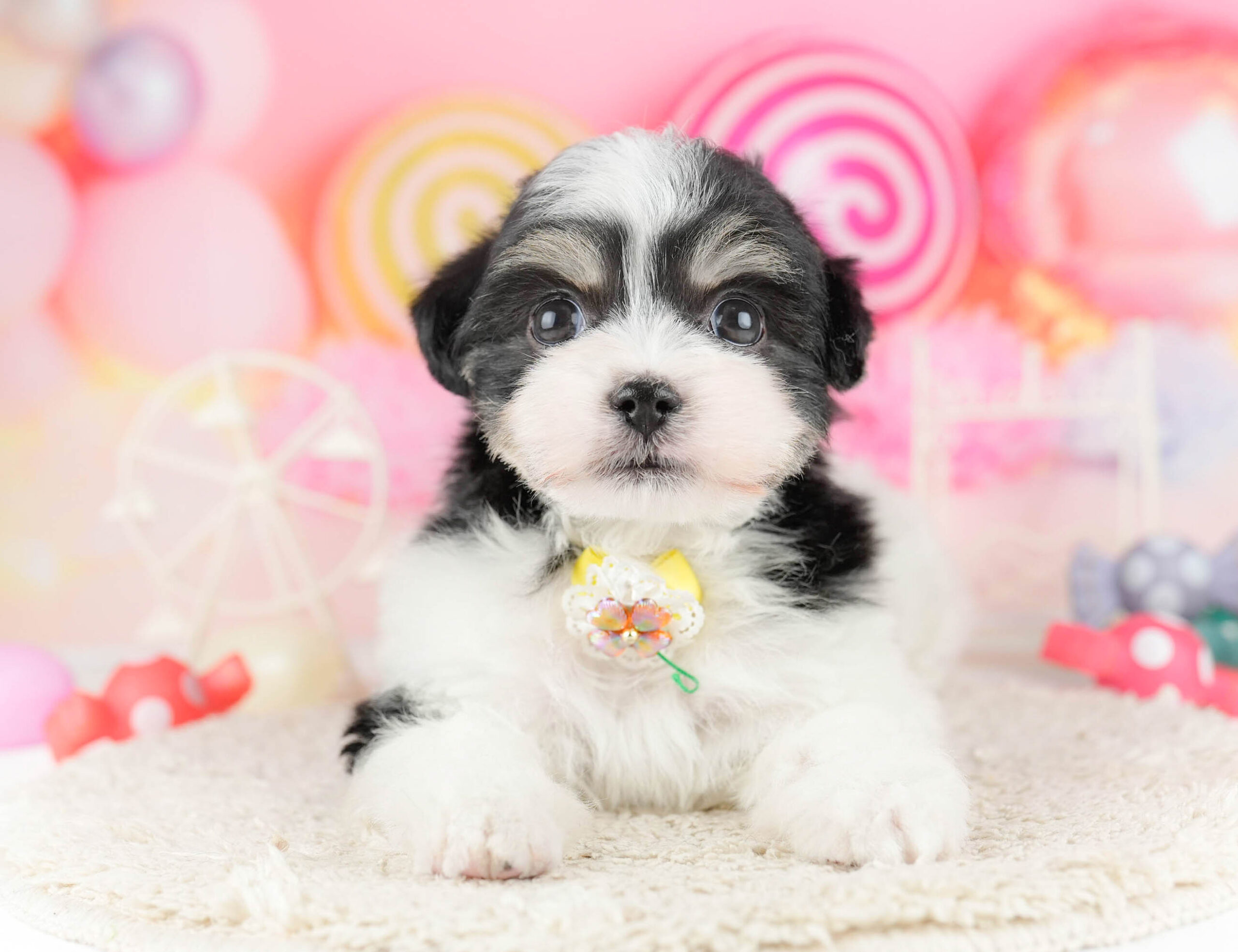 マルポメプー | 男の子 | ブラックタン＆ホワイト | 2026年1月2日