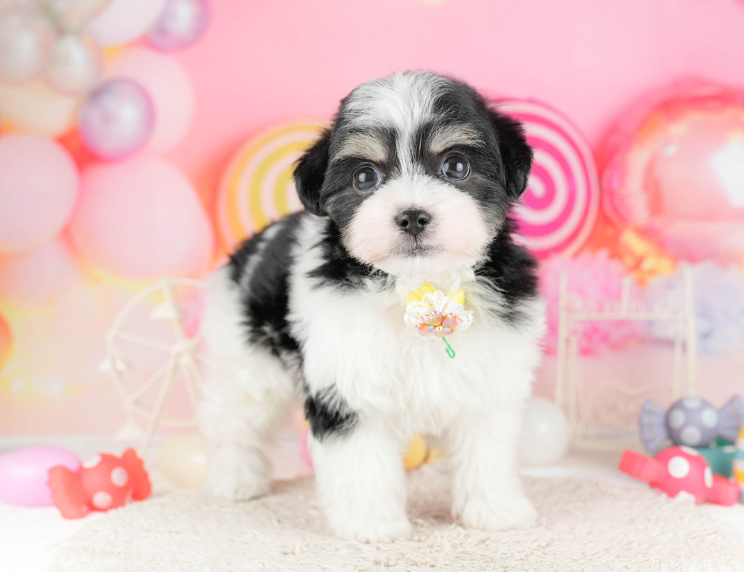 マルポメプー | 男の子 | ブラックタン＆ホワイト | 2026年1月2日