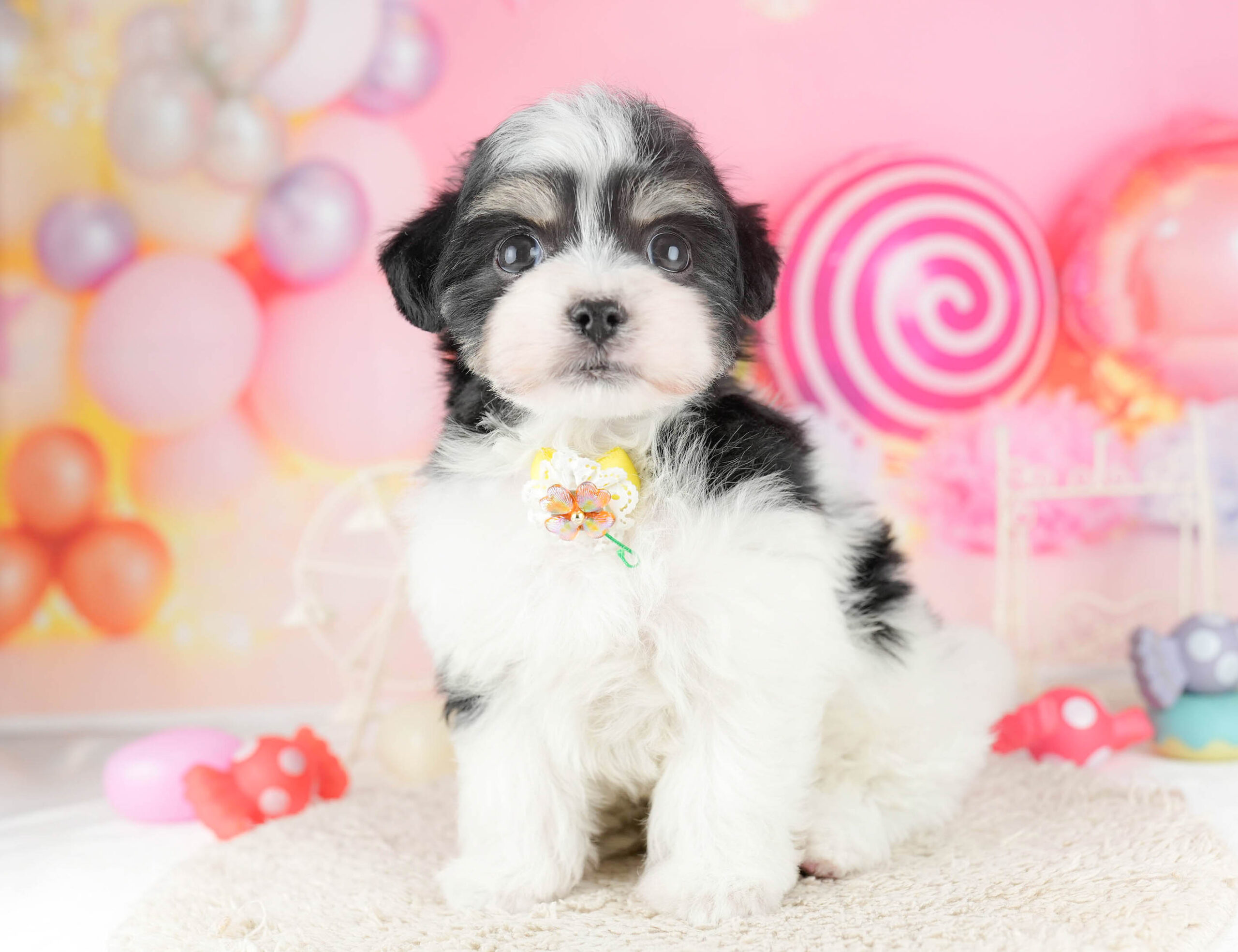 マルポメプー | 男の子 | ブラックタン＆ホワイト | 2026年1月2日