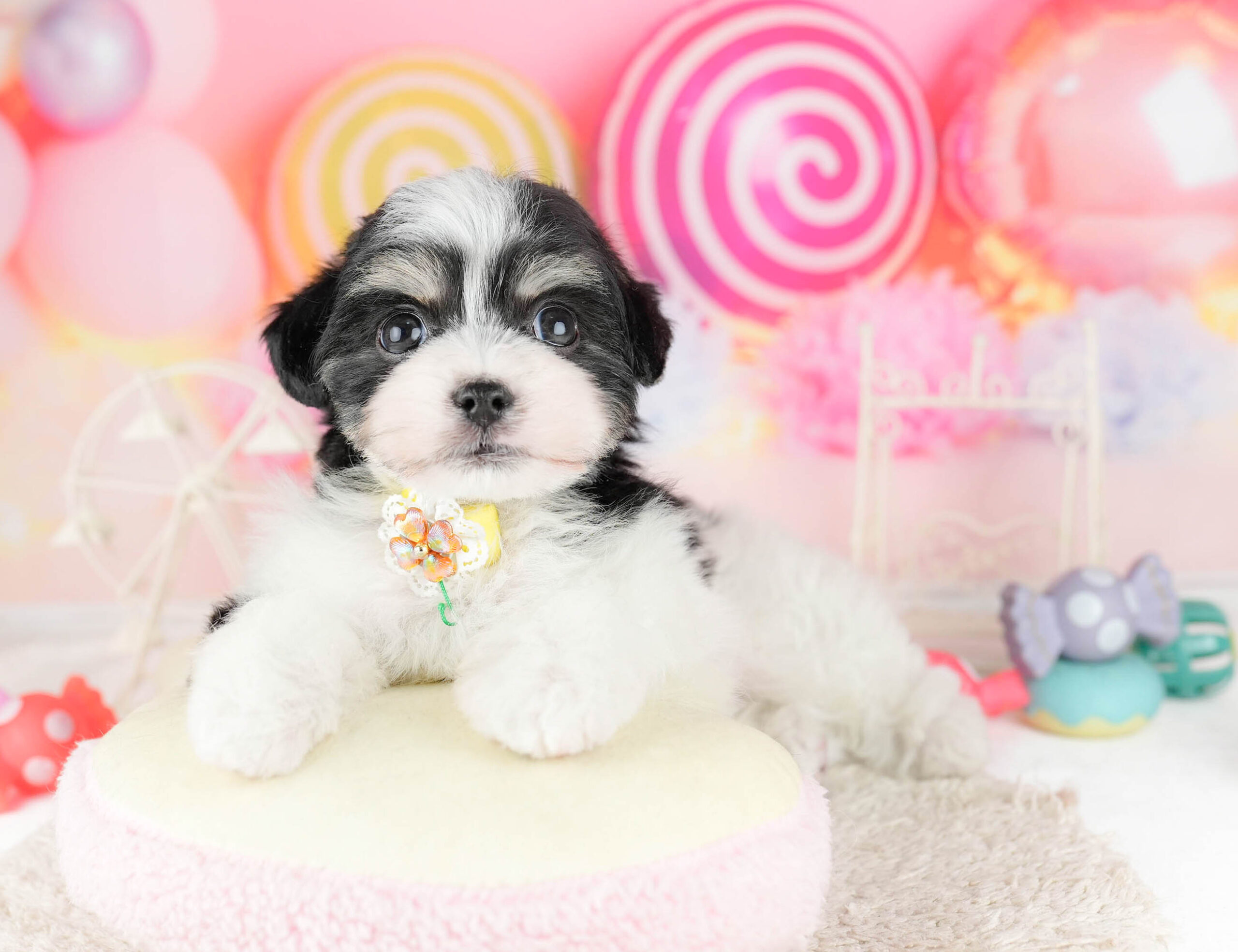 マルポメプー | 男の子 | ブラックタン＆ホワイト | 2026年1月2日