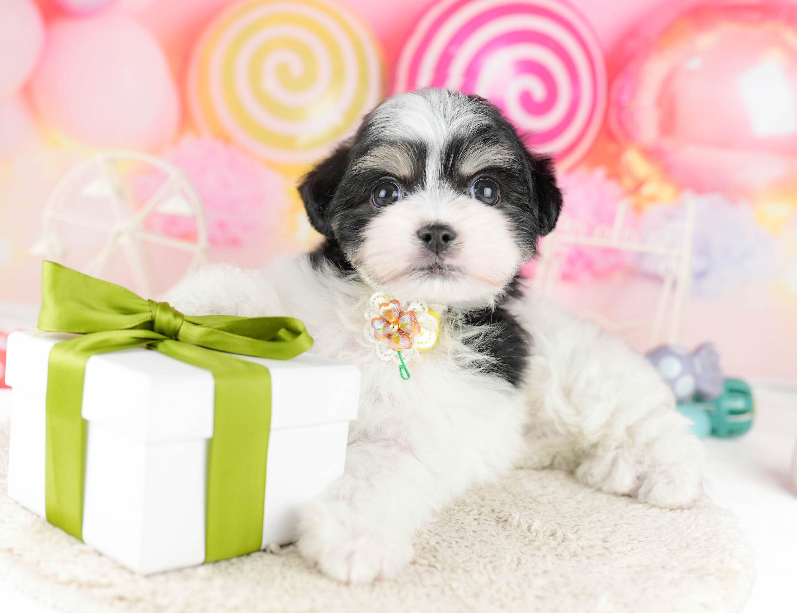 マルポメプー | 男の子 | ブラックタン＆ホワイト | 2026年1月2日