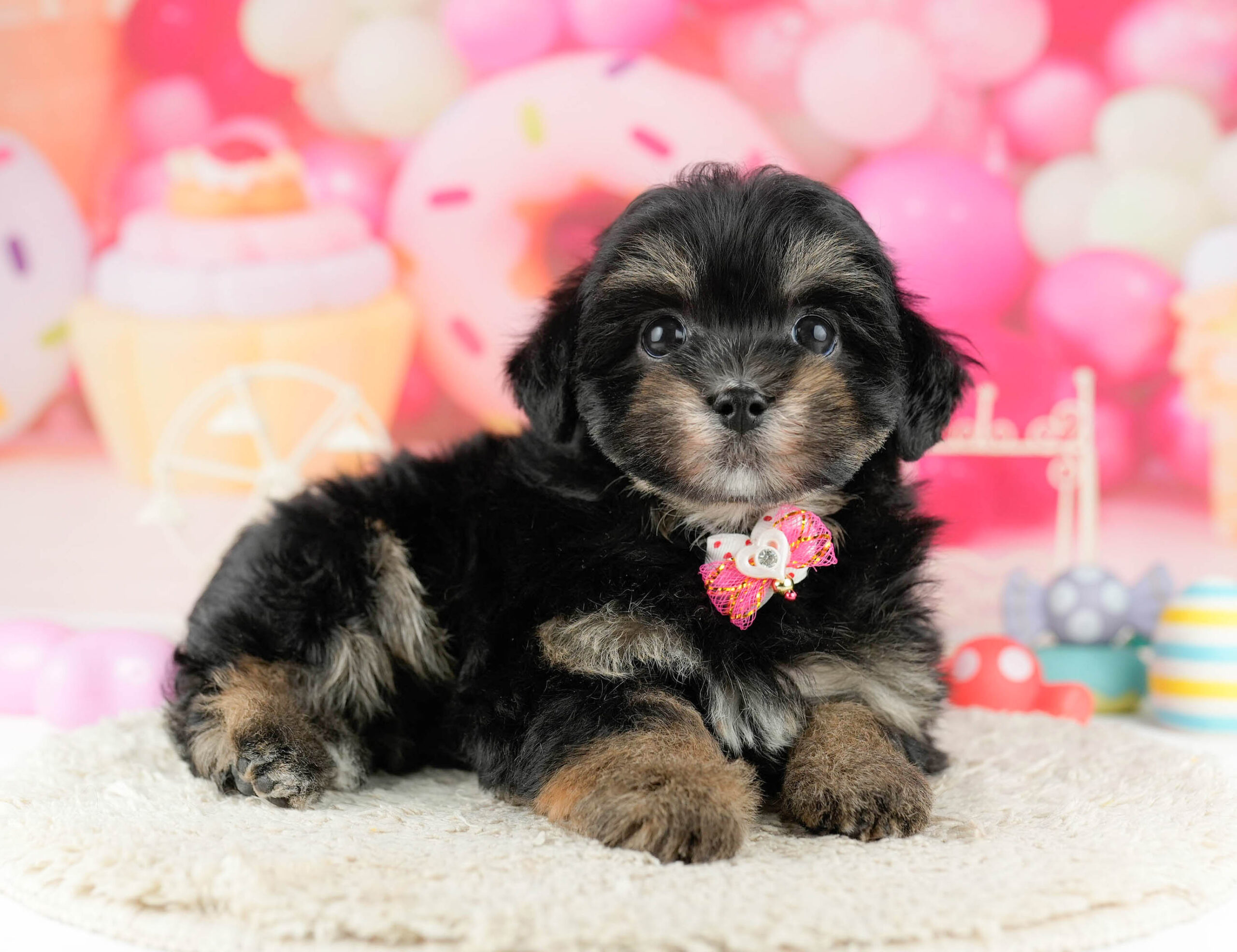 マルポメプー | 男の子 | ブラック＆タン | 2026年1月2日