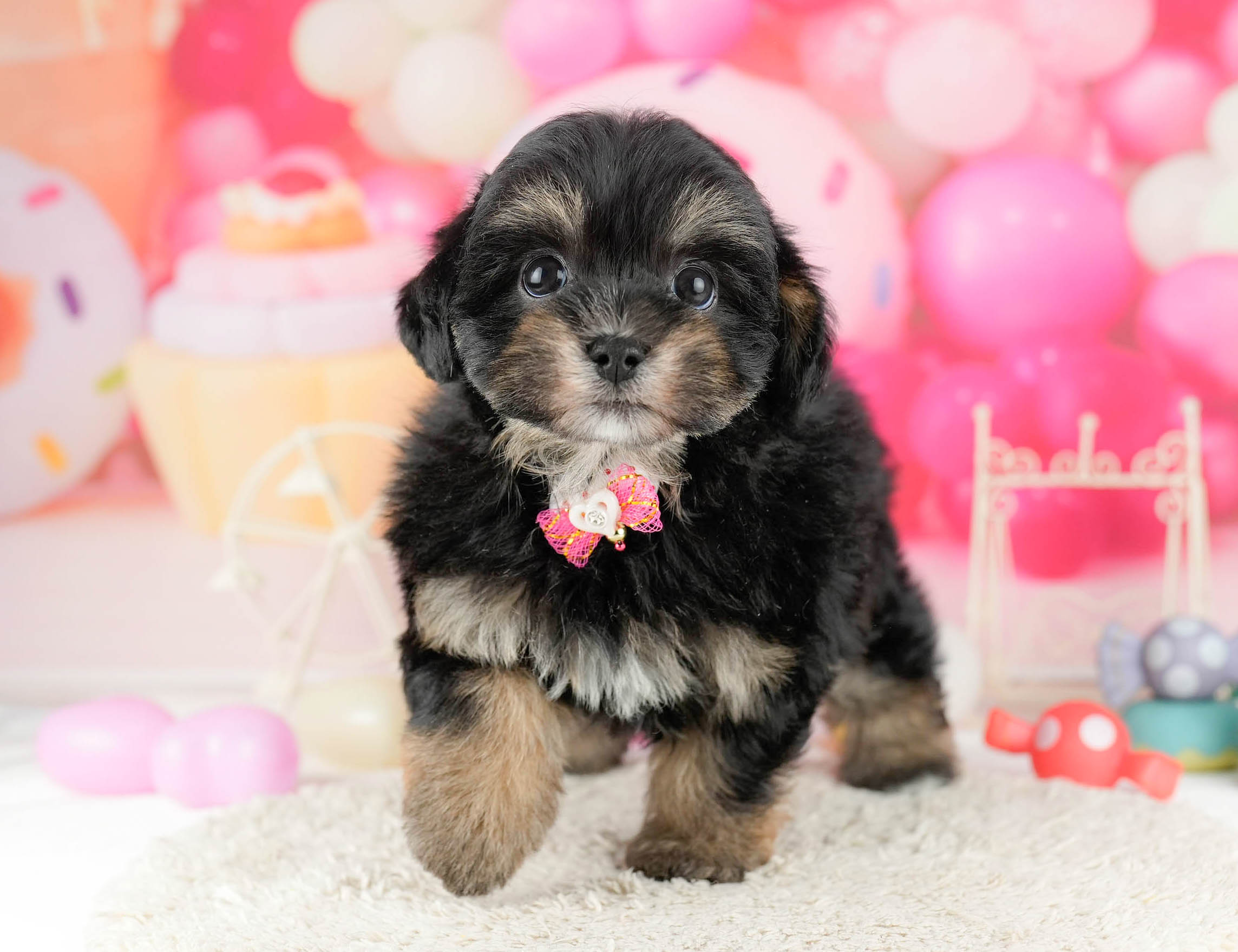 マルポメプー | 男の子 | ブラック＆タン | 2026年1月2日