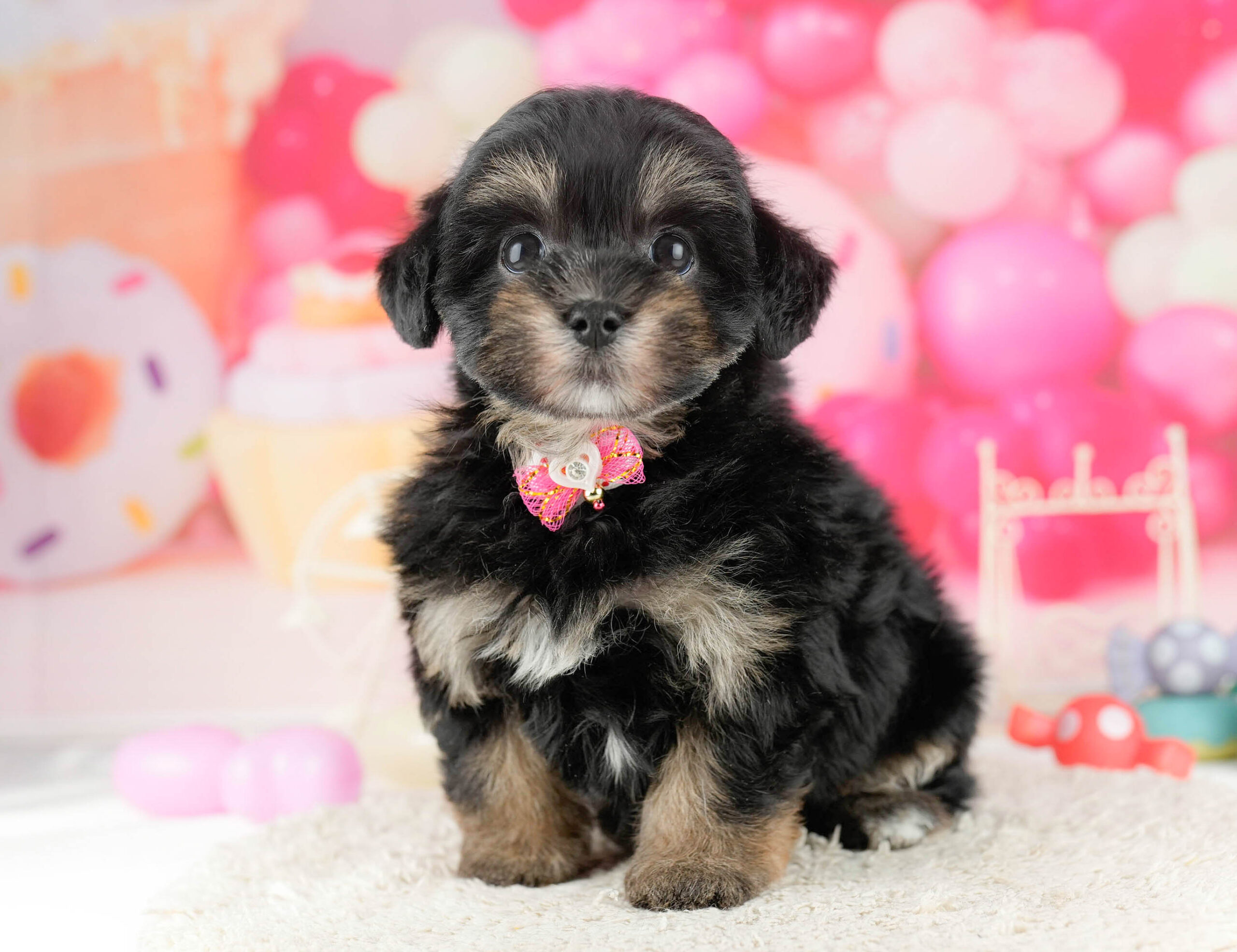 マルポメプー | 男の子 | ブラック＆タン | 2026年1月2日