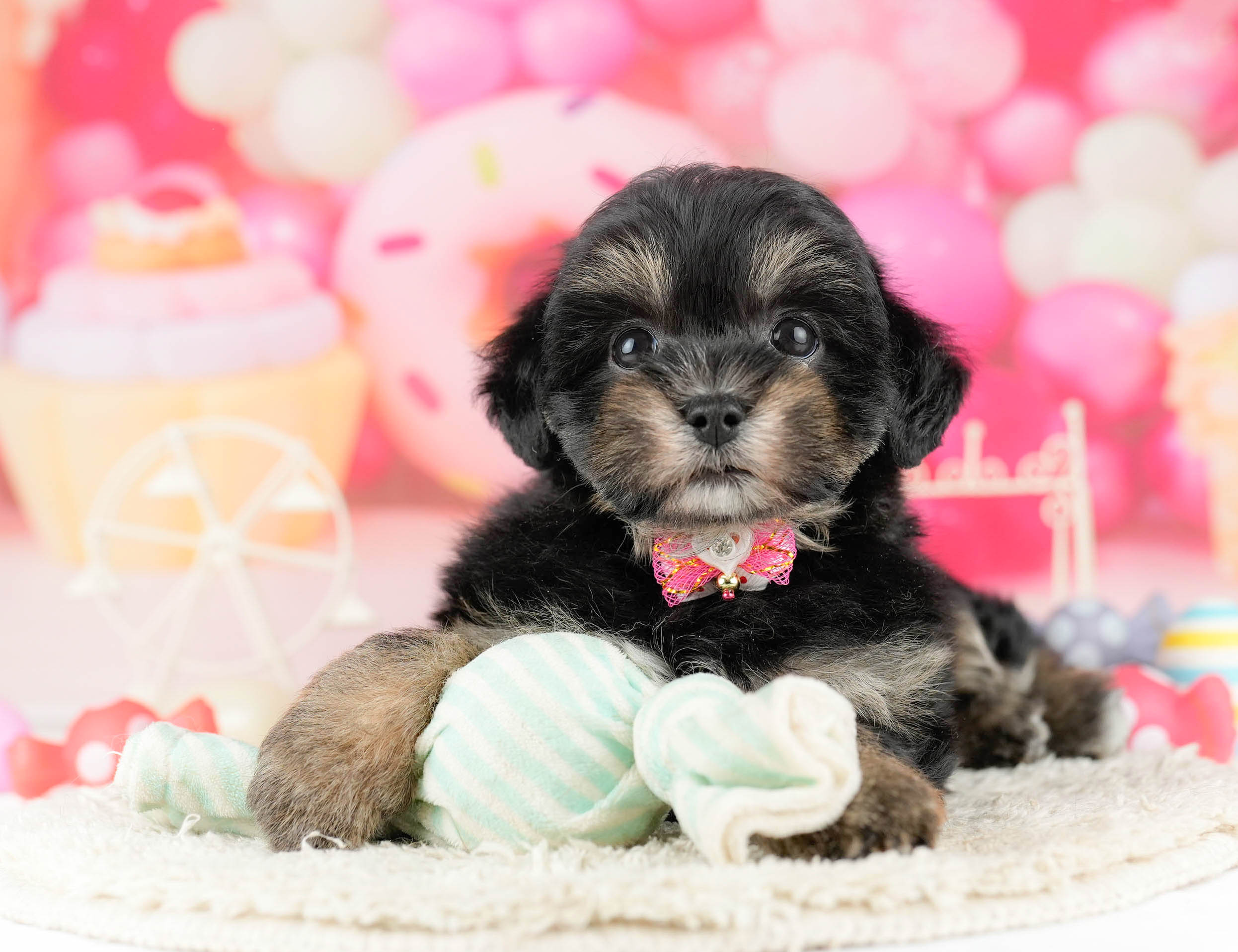 マルポメプー | 男の子 | ブラック＆タン | 2026年1月2日