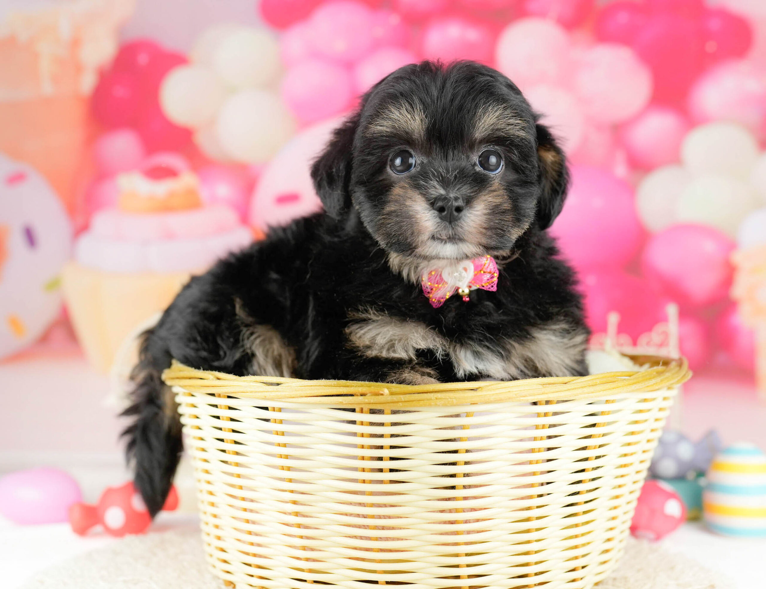 マルポメプー | 男の子 | ブラック＆タン | 2026年1月2日