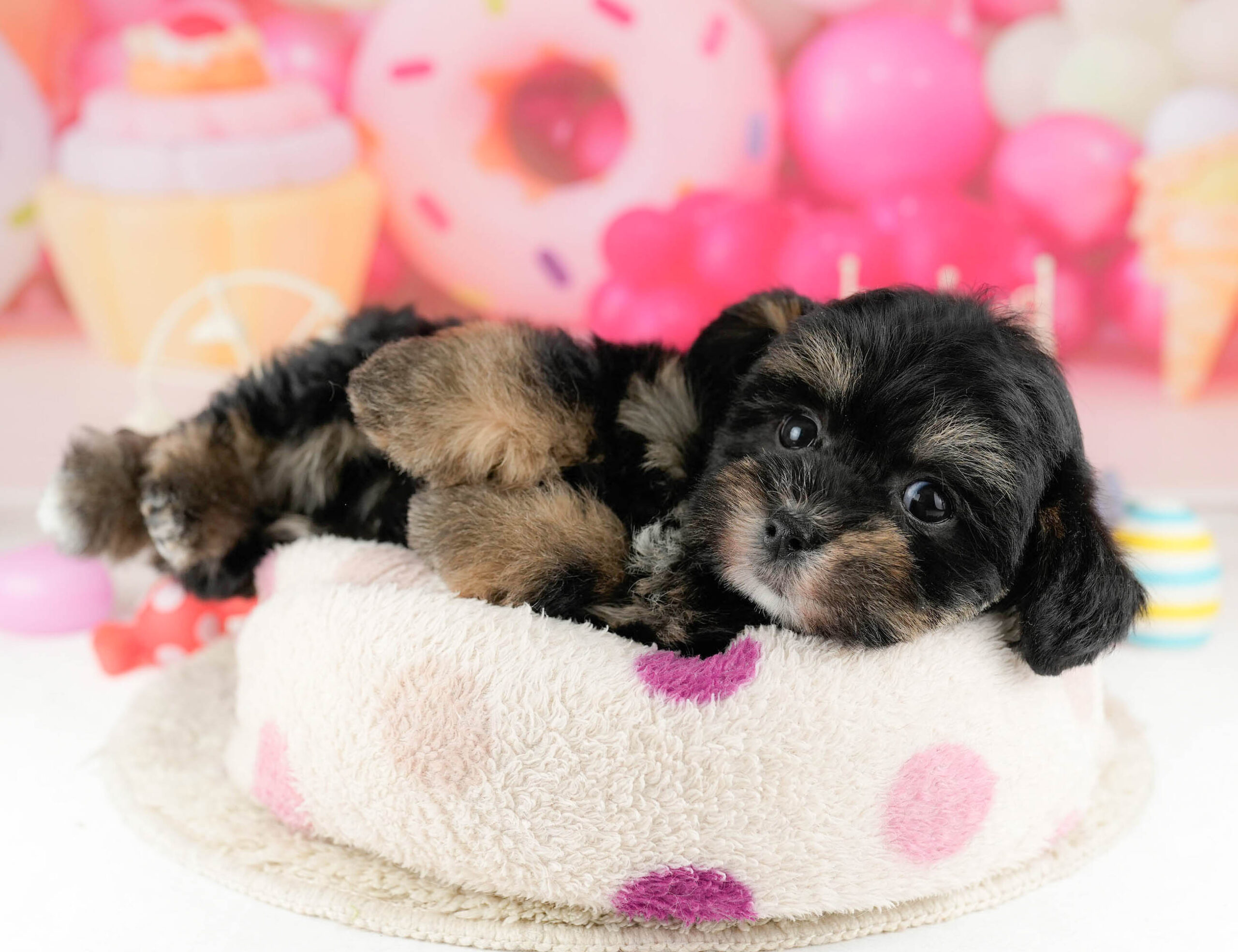 マルポメプー | 男の子 | ブラック＆タン | 2026年1月2日