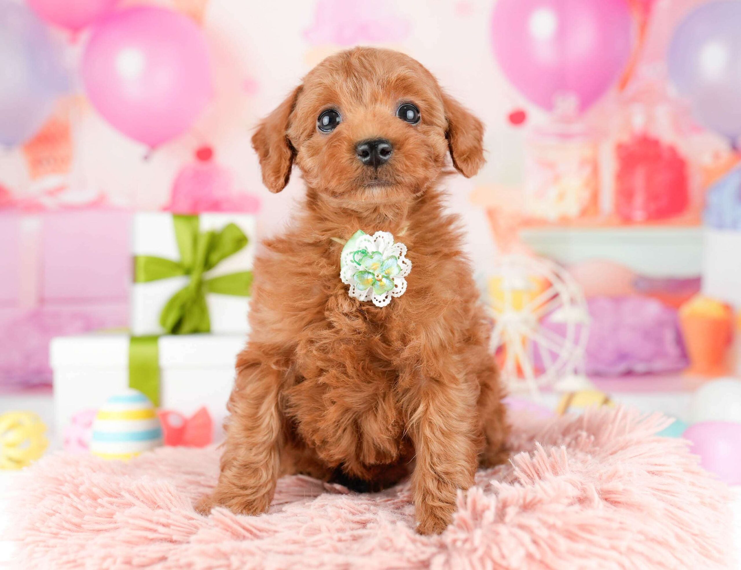 トイ・プードル | 女の子 | レッド | 2026年1月3日