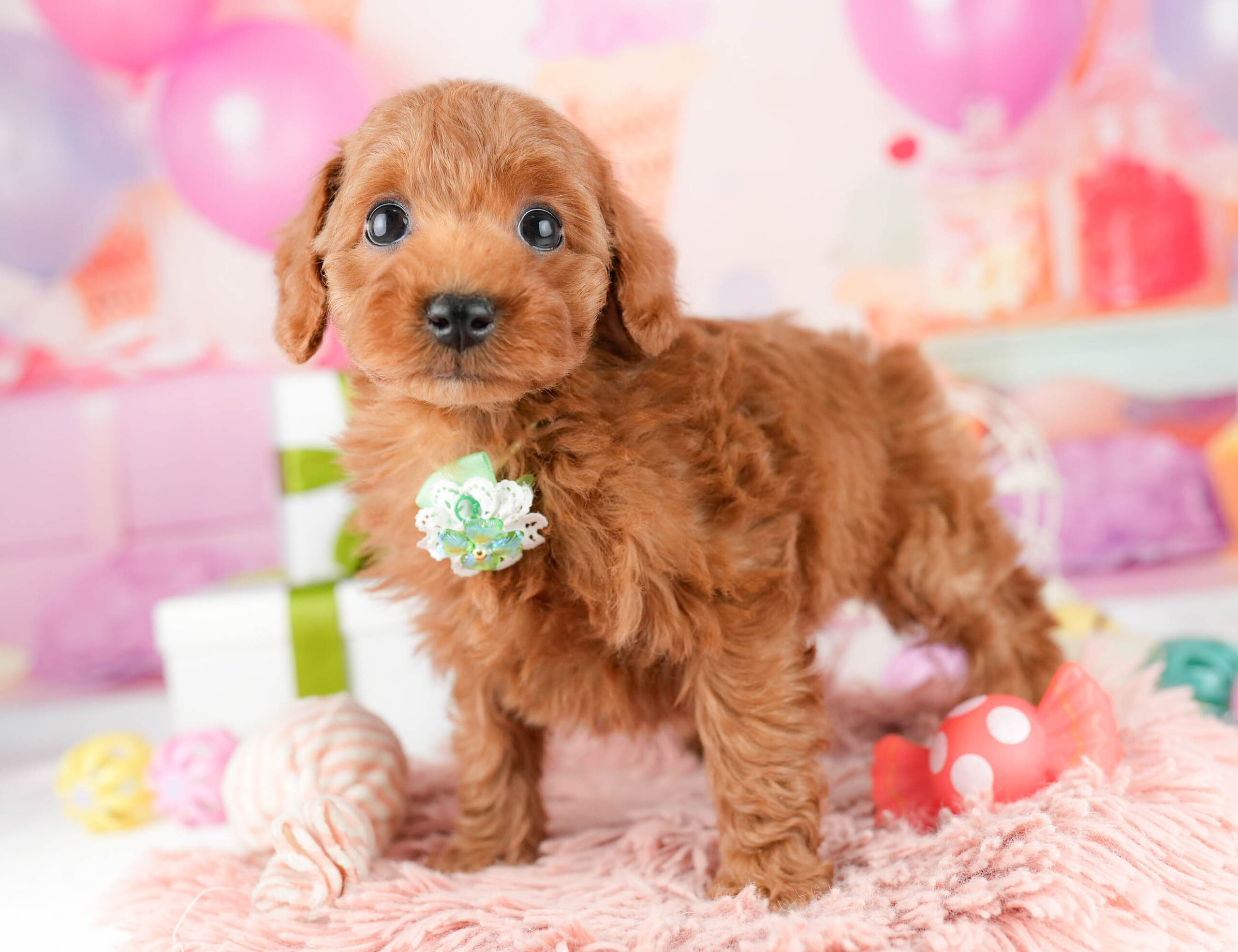 トイ・プードル | 女の子 | レッド | 2026年1月3日