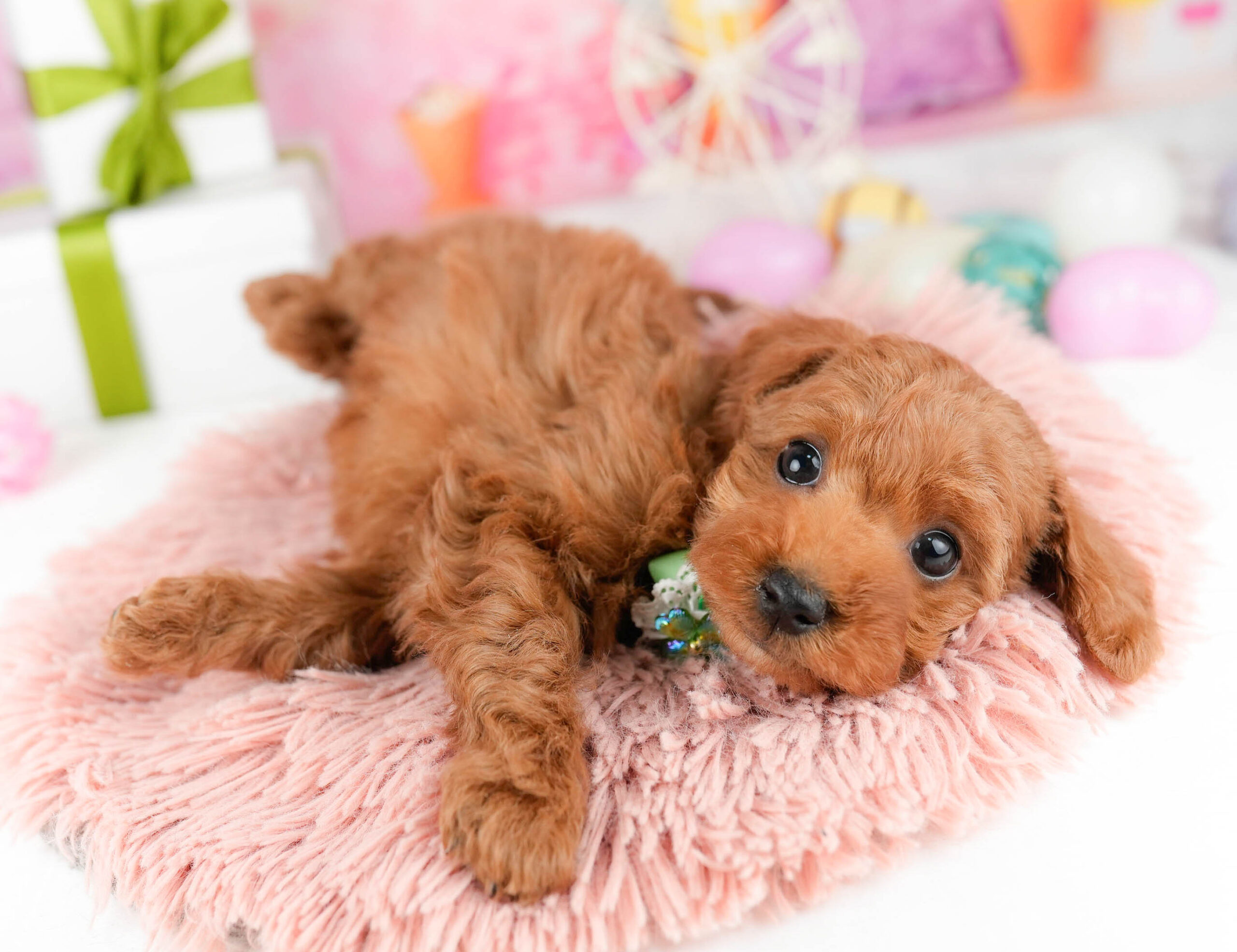 トイ・プードル | 女の子 | レッド | 2026年1月3日