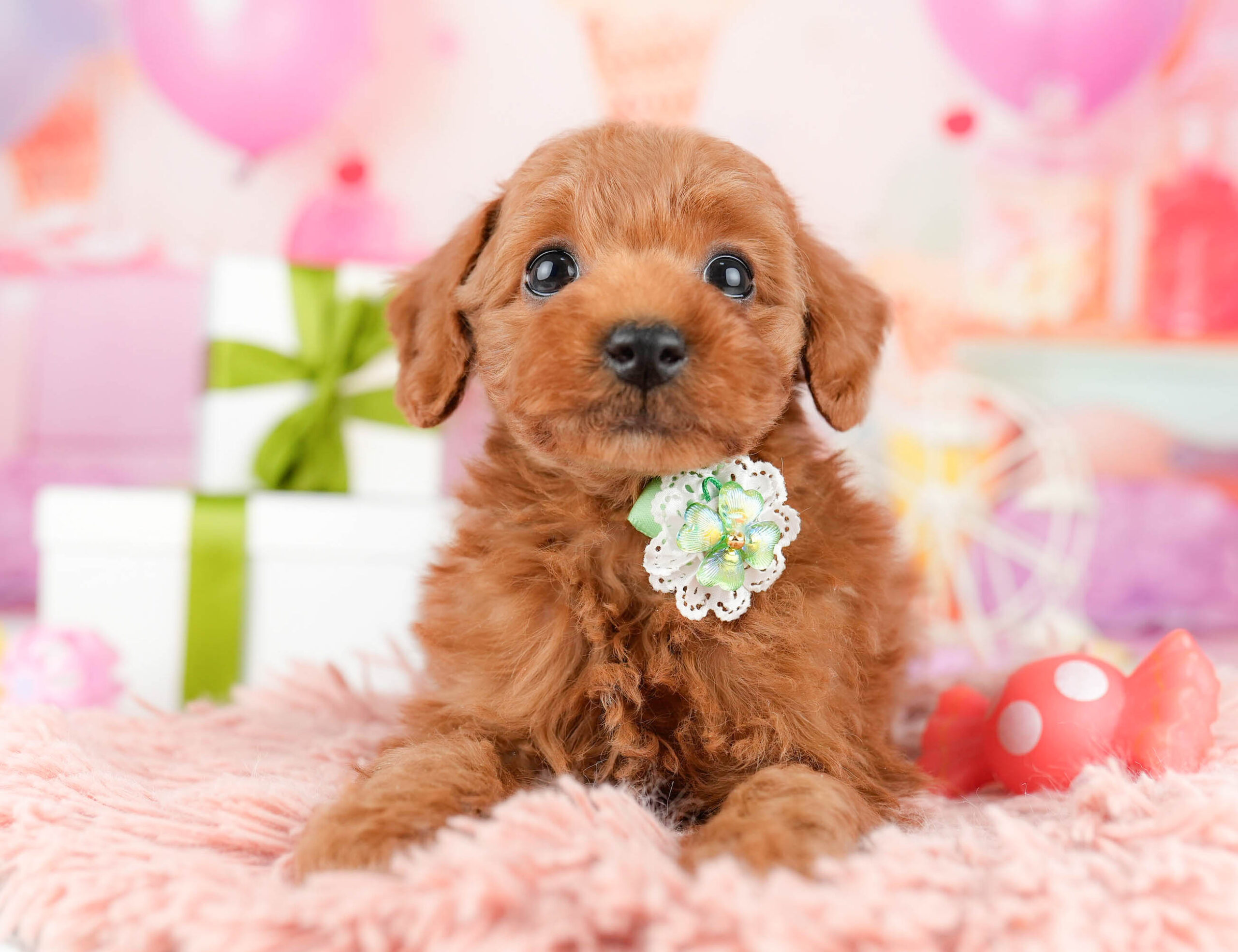 トイ・プードル | 女の子 | レッド | 2026年1月3日