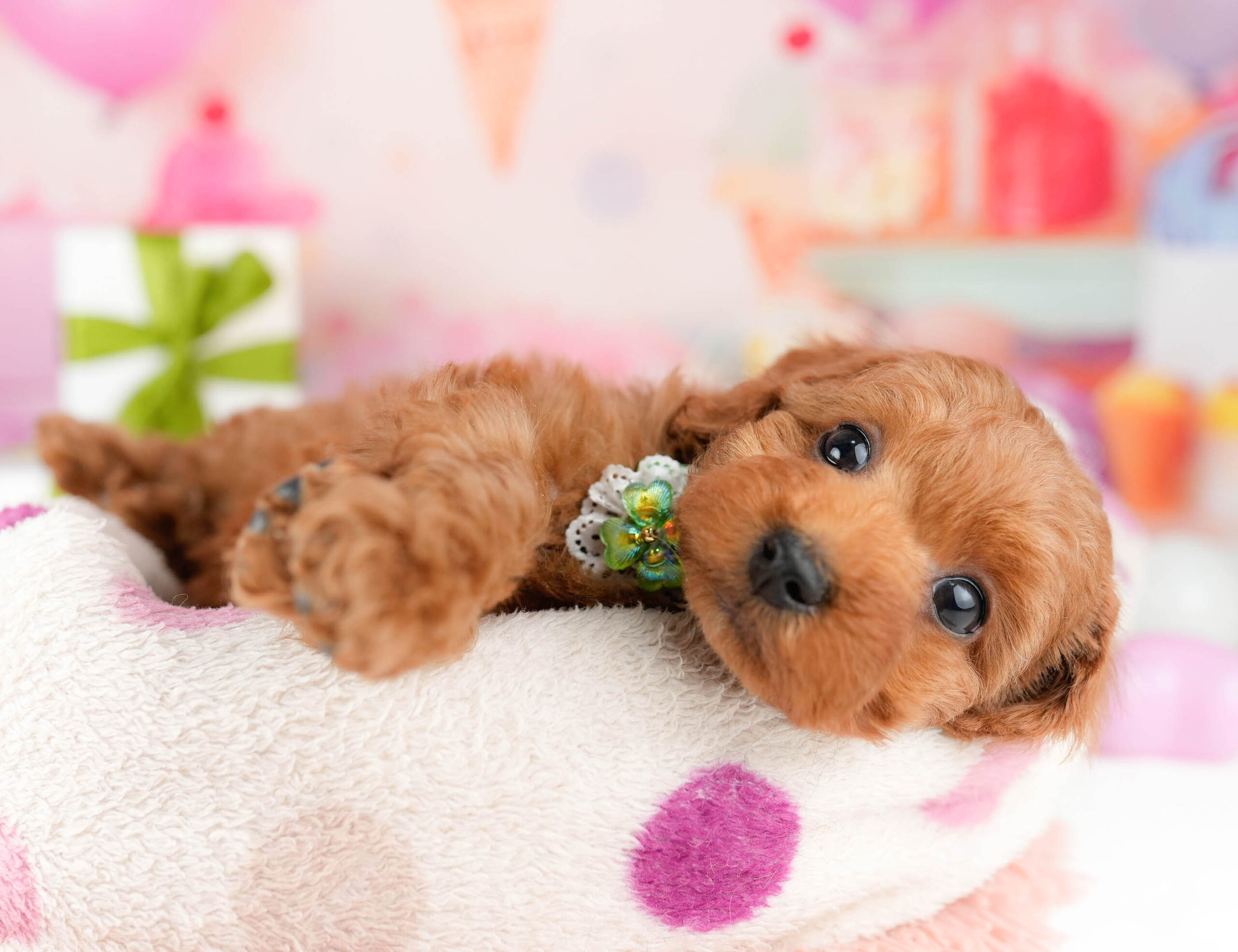 トイ・プードル | 女の子 | レッド | 2026年1月3日