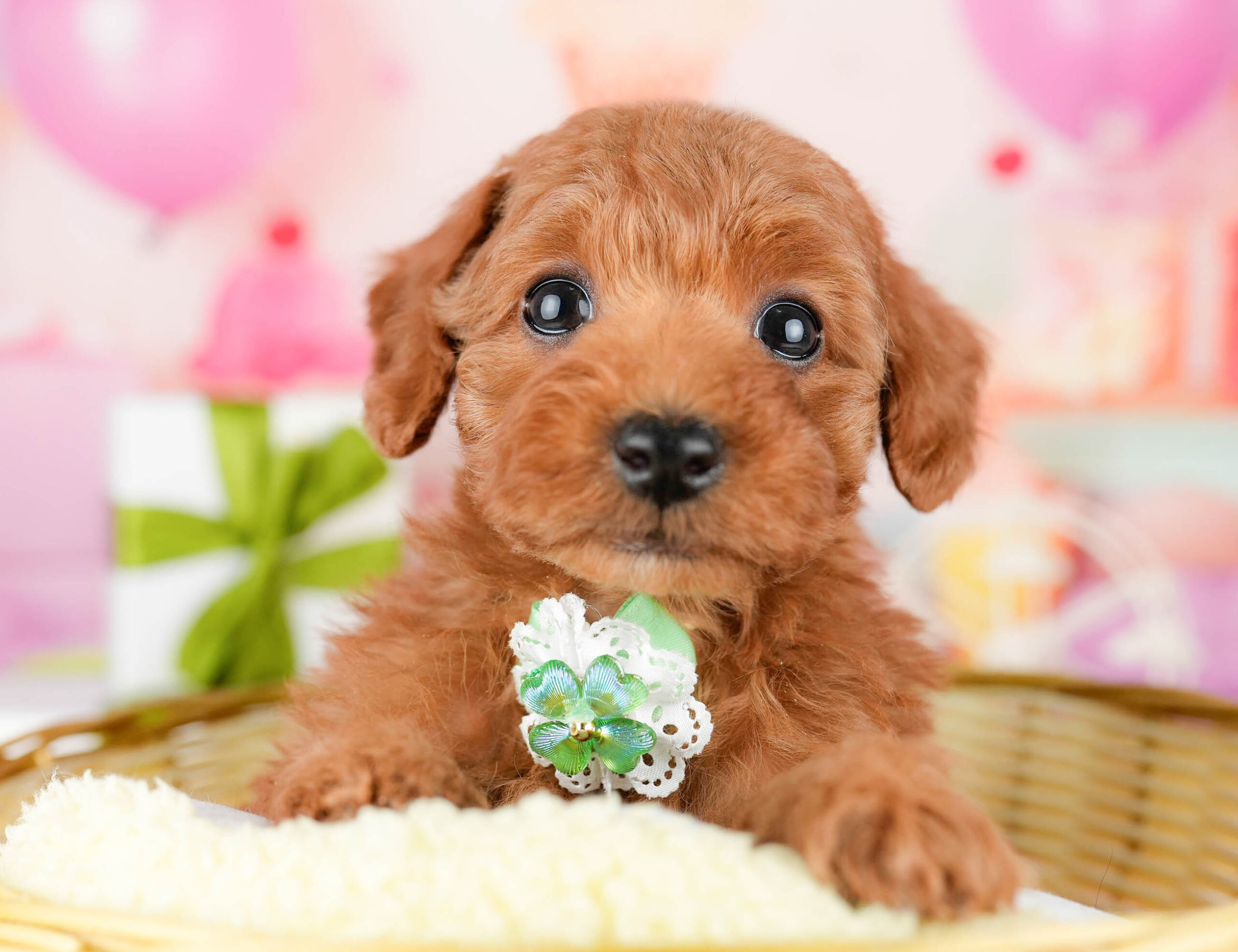 トイ・プードル | 女の子 | レッド | 2026年1月3日