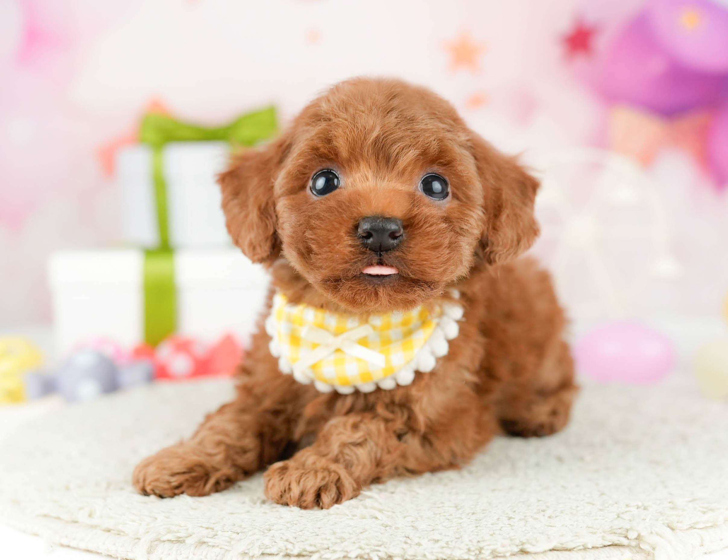 タイニー・プードル | 女の子 | レッド | 2026年1月3日