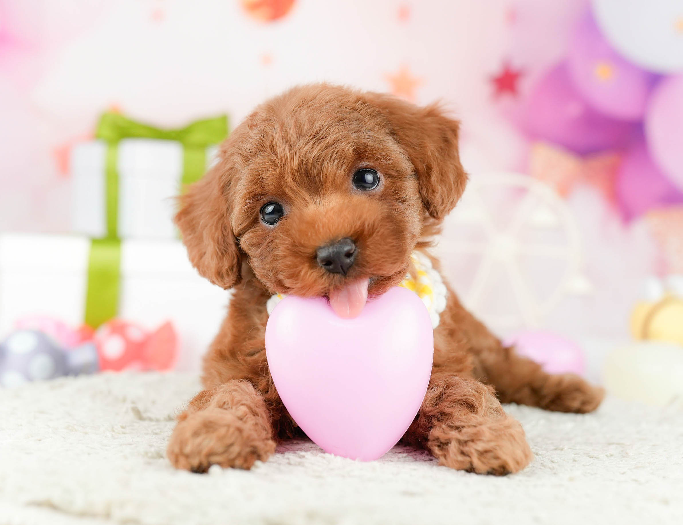 タイニー・プードル | 女の子 | レッド | 2026年1月3日