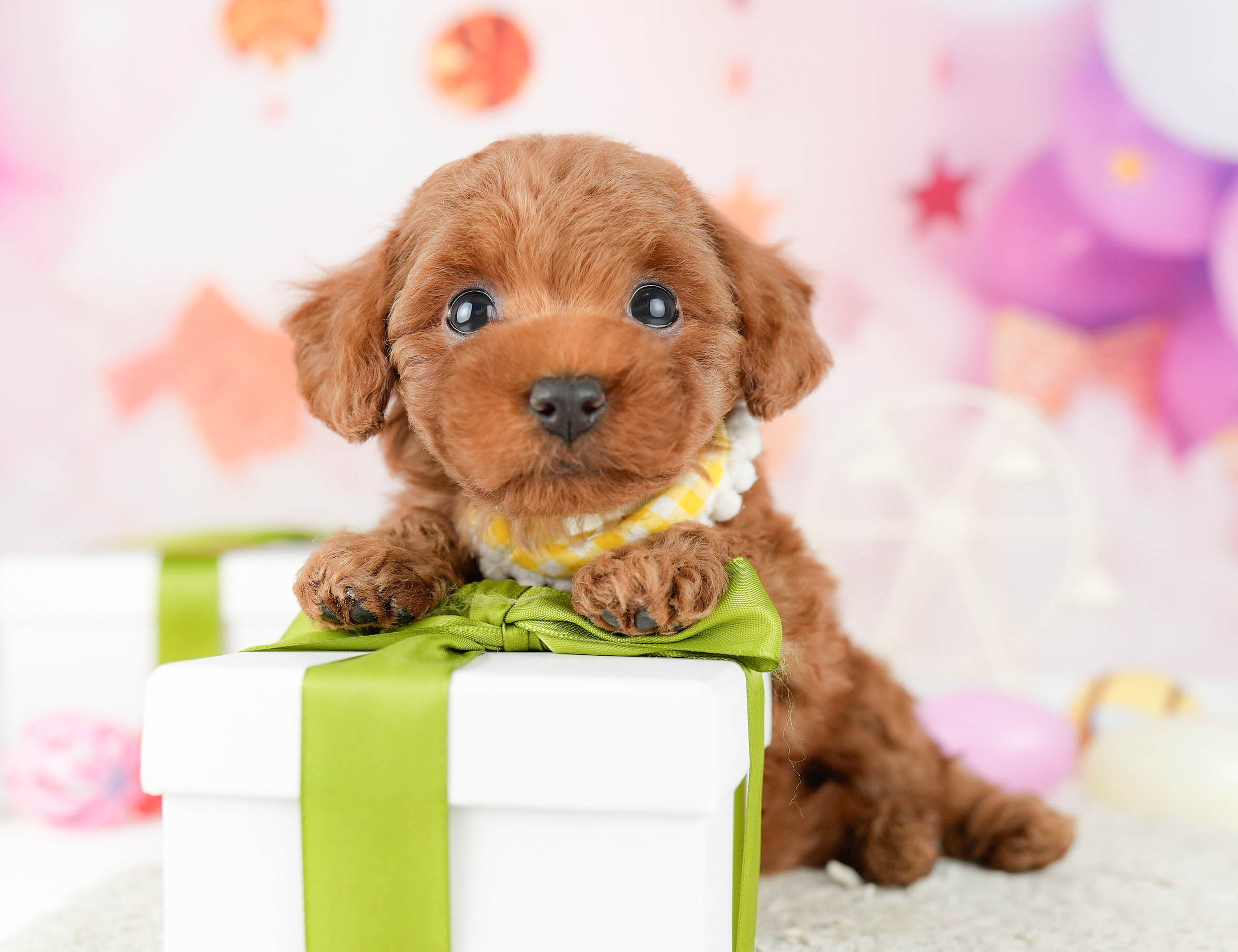 タイニー・プードル | 女の子 | レッド | 2026年1月3日