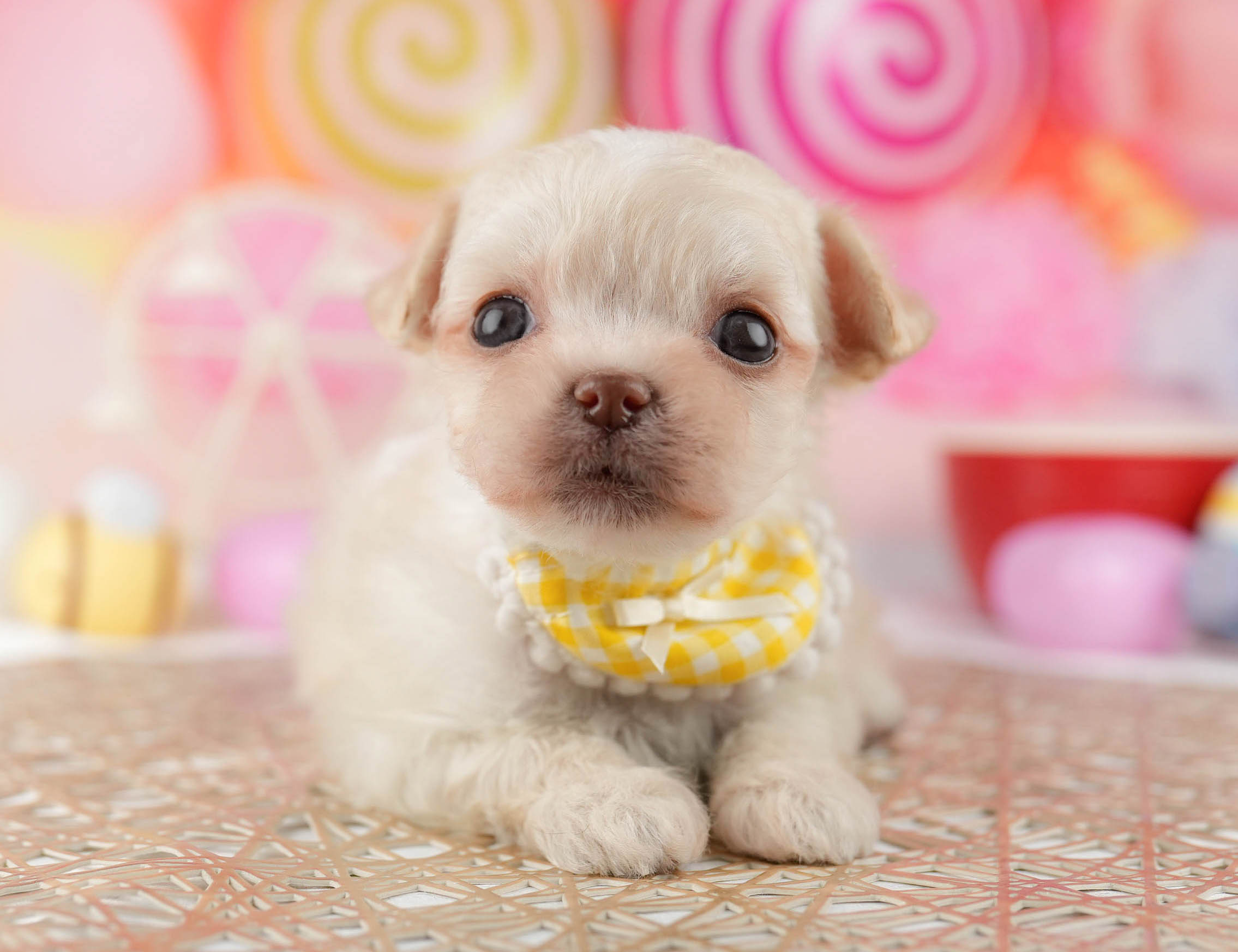 マルプーチー | 女の子 | クリーム | 2026年1月6日