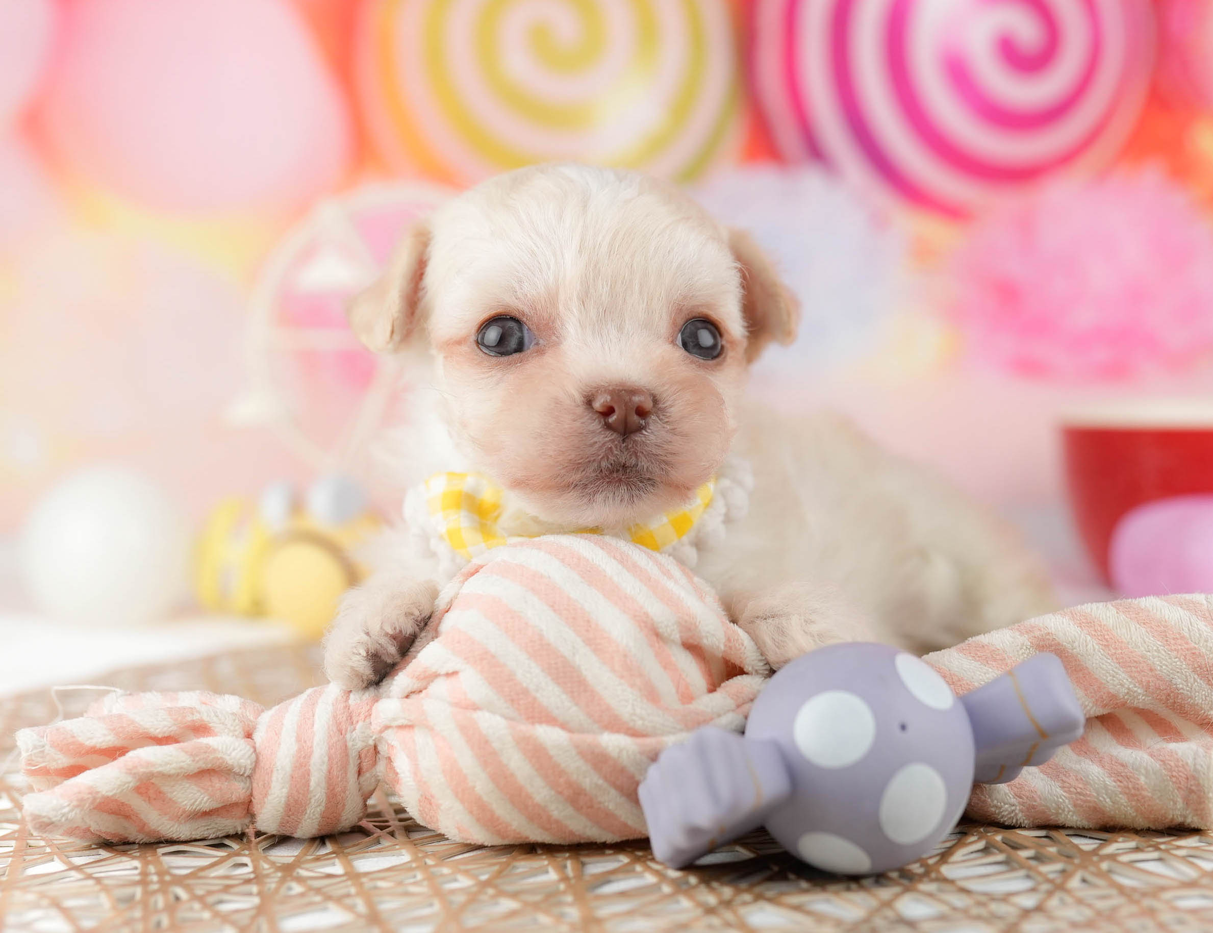 マルプーチー | 女の子 | クリーム | 2026年1月6日