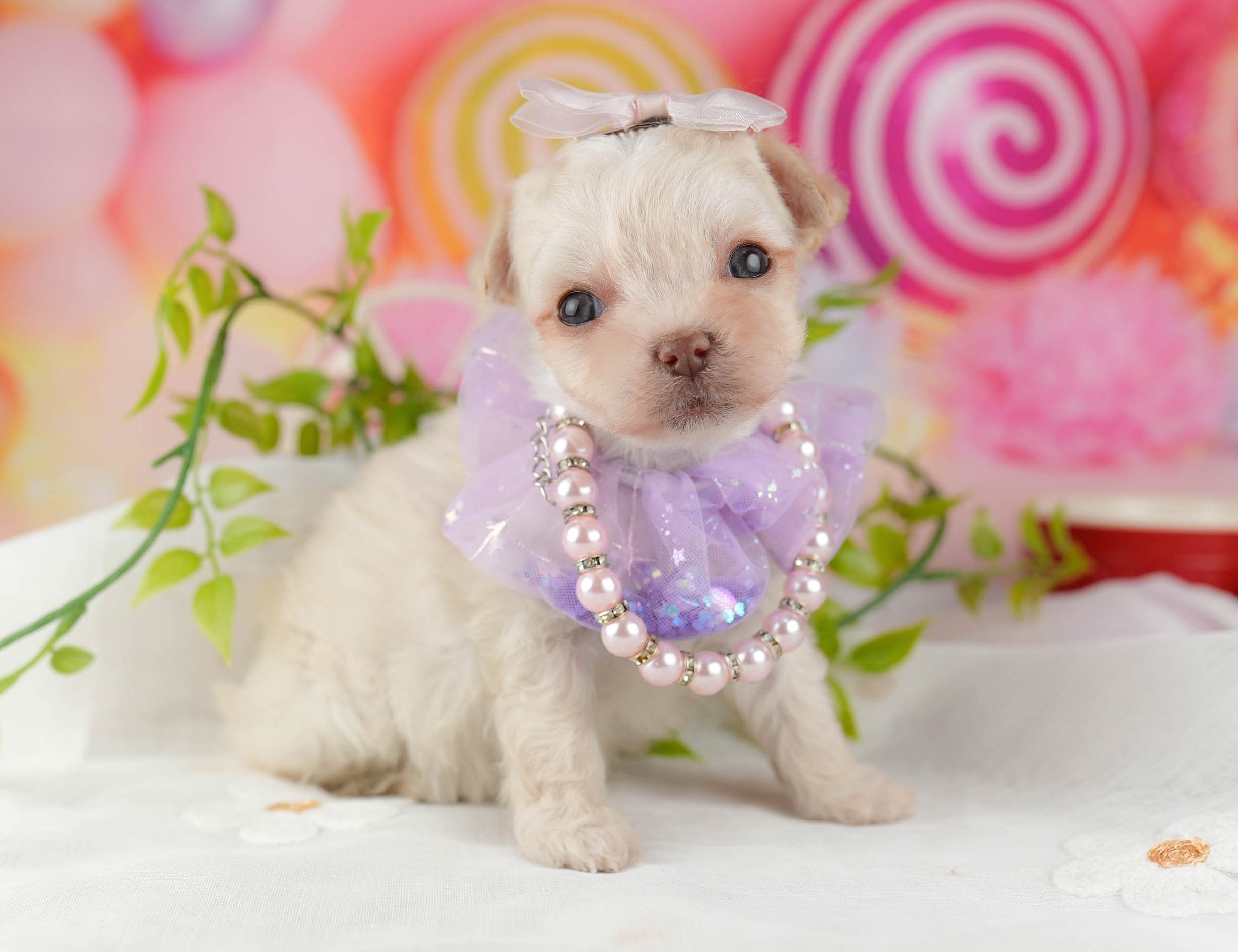 マルプーチー | 女の子 | クリーム | 2026年1月6日