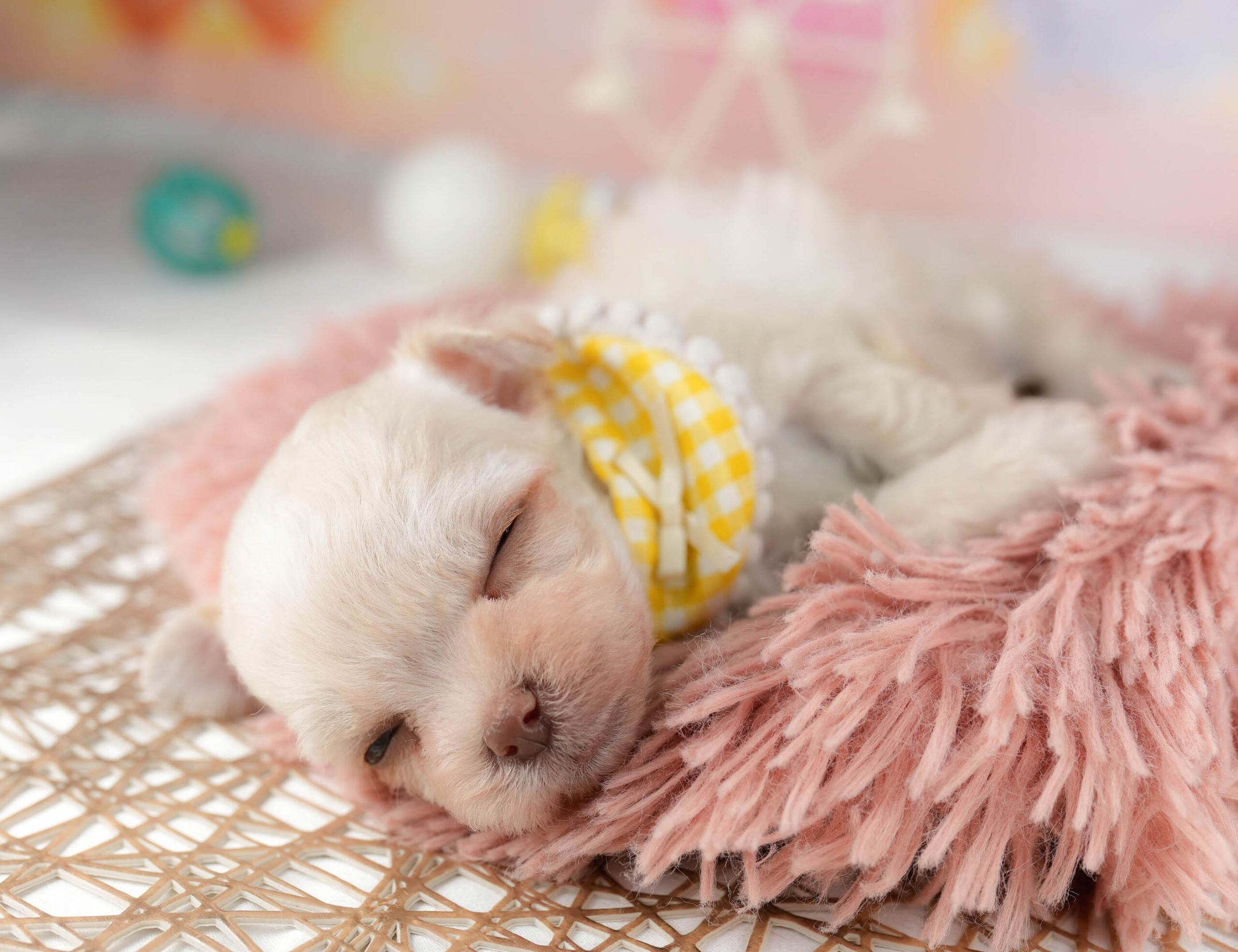 マルプーチー | 女の子 | クリーム | 2026年1月6日