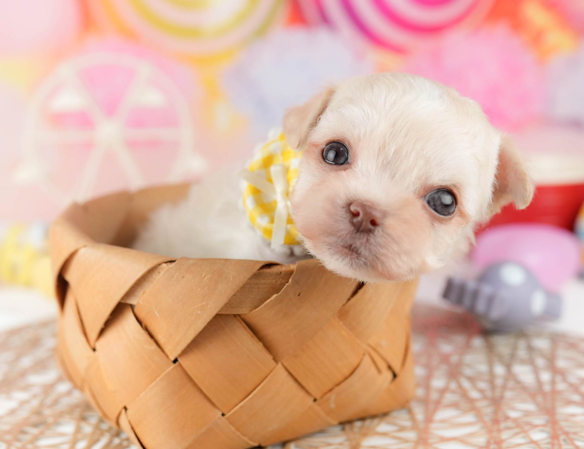 マルプーチー | 女の子 | クリーム | 2026年1月6日