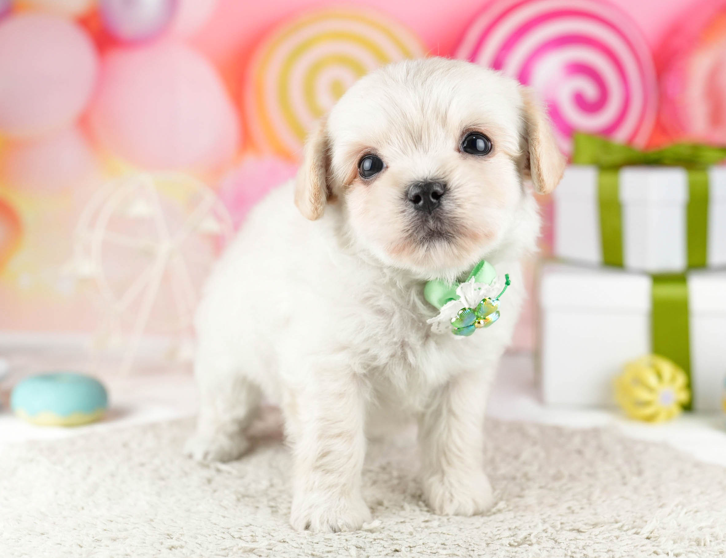 マルプーチー | 女の子 | クリーム | 2026年1月6日