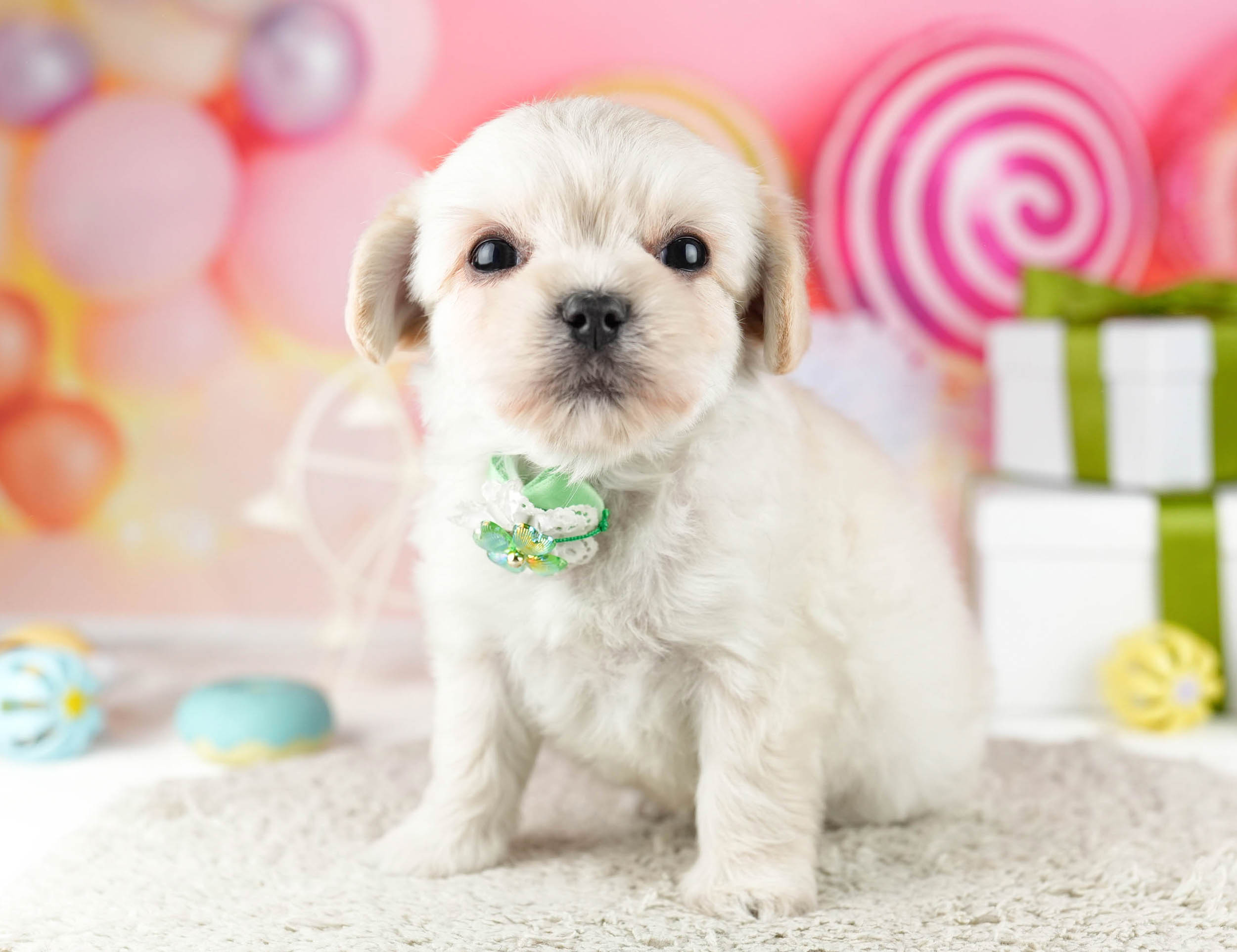 マルプーチー | 女の子 | クリーム | 2026年1月6日（ID:dog-10007382）