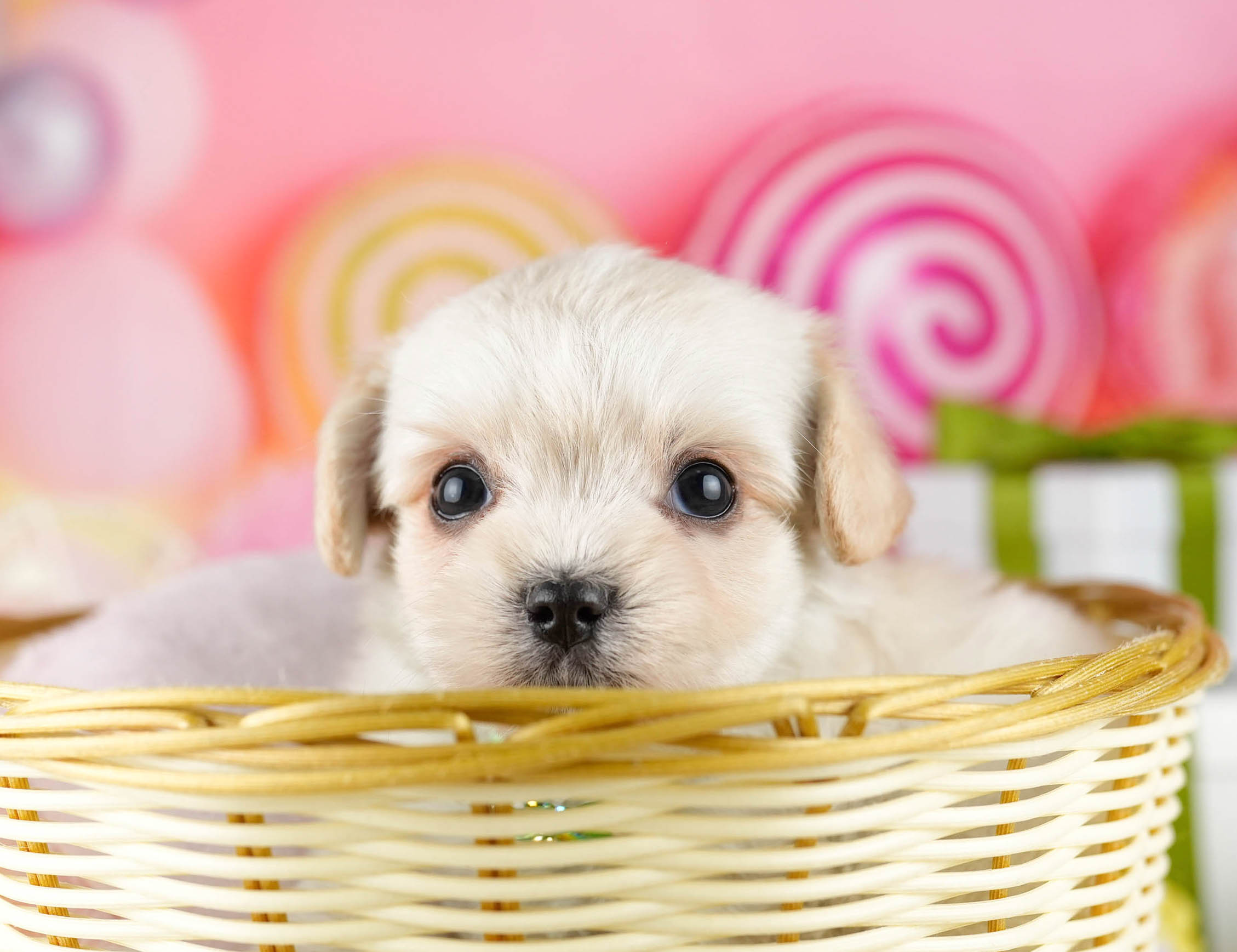 マルプーチー | 女の子 | クリーム | 2026年1月6日