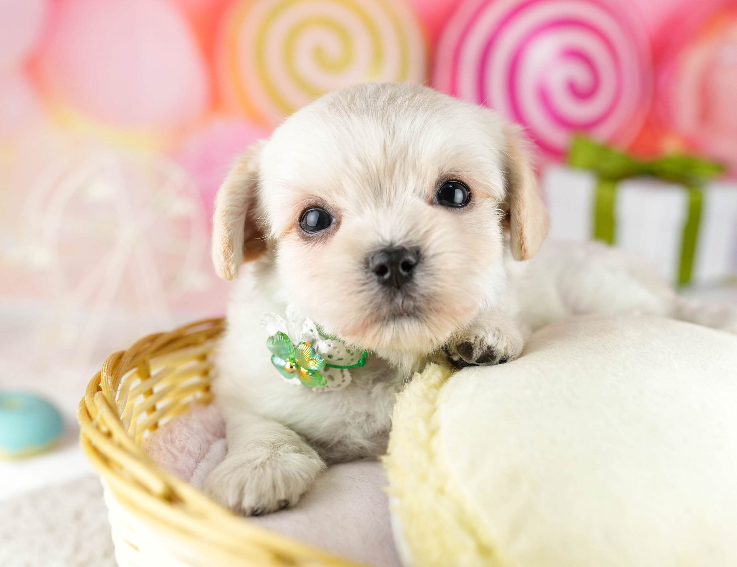 マルプーチー | 女の子 | クリーム | 2026年1月6日（ID:dog-10007382）