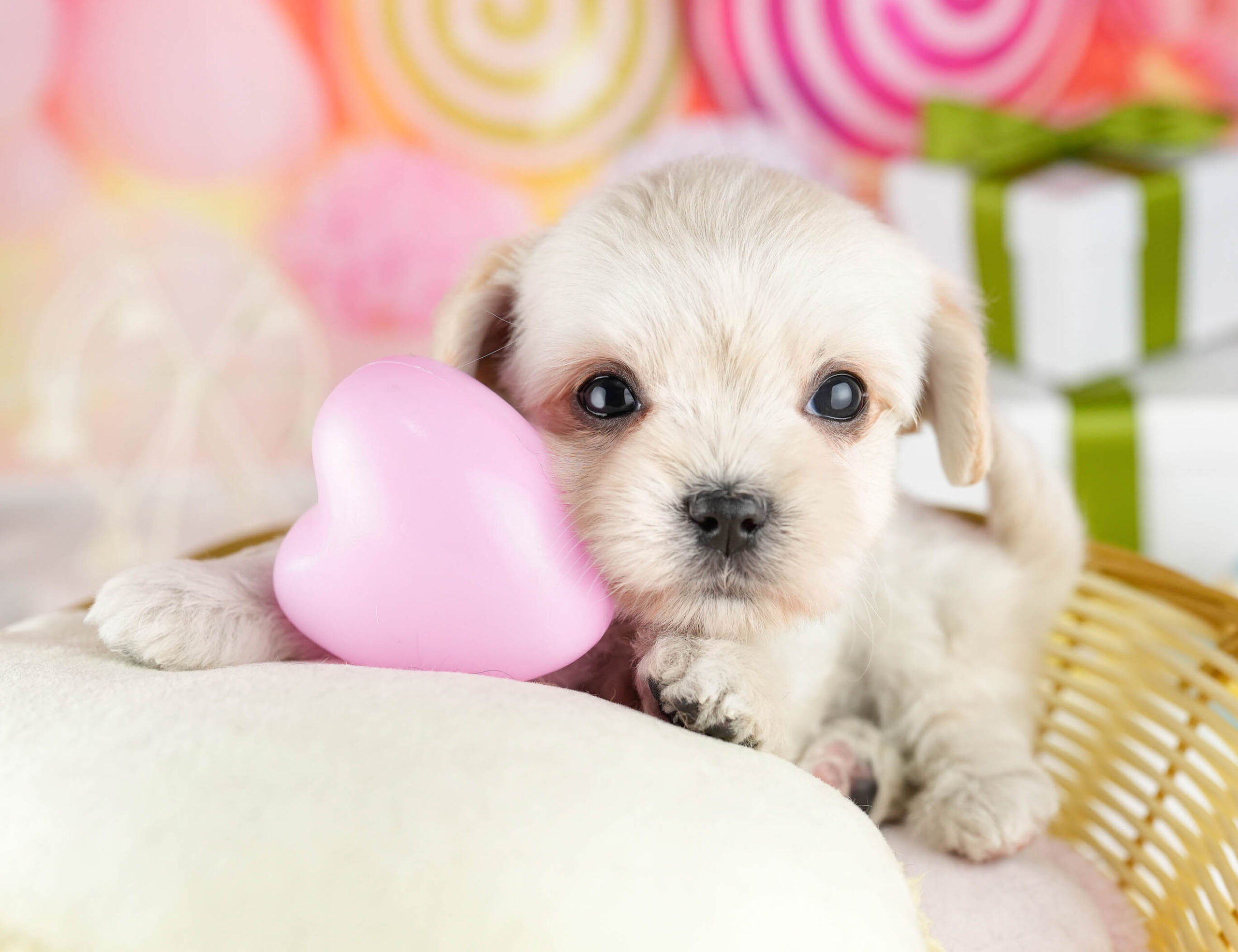 マルプーチー | 女の子 | クリーム | 2026年1月6日（ID:dog-10007382）