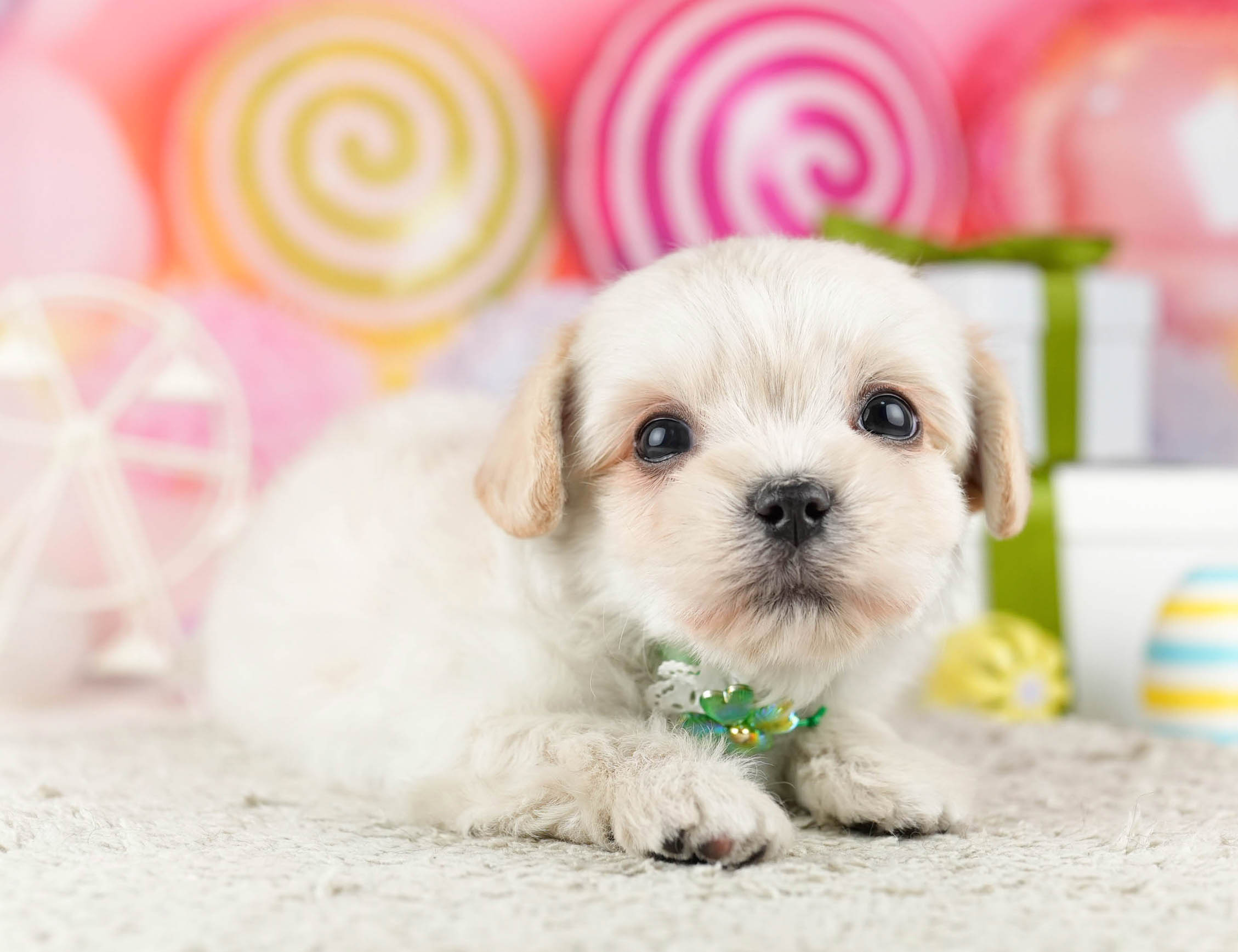 マルプーチー | 女の子 | クリーム | 2026年1月6日