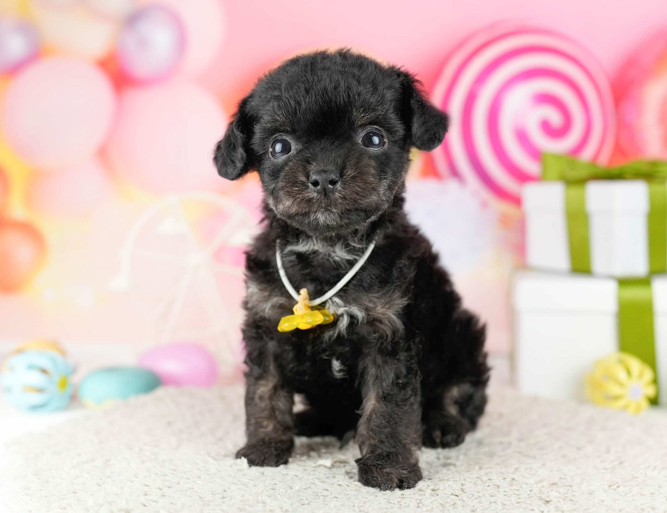 マルプーチー | 男の子 | ブラック | 2026年1月6日