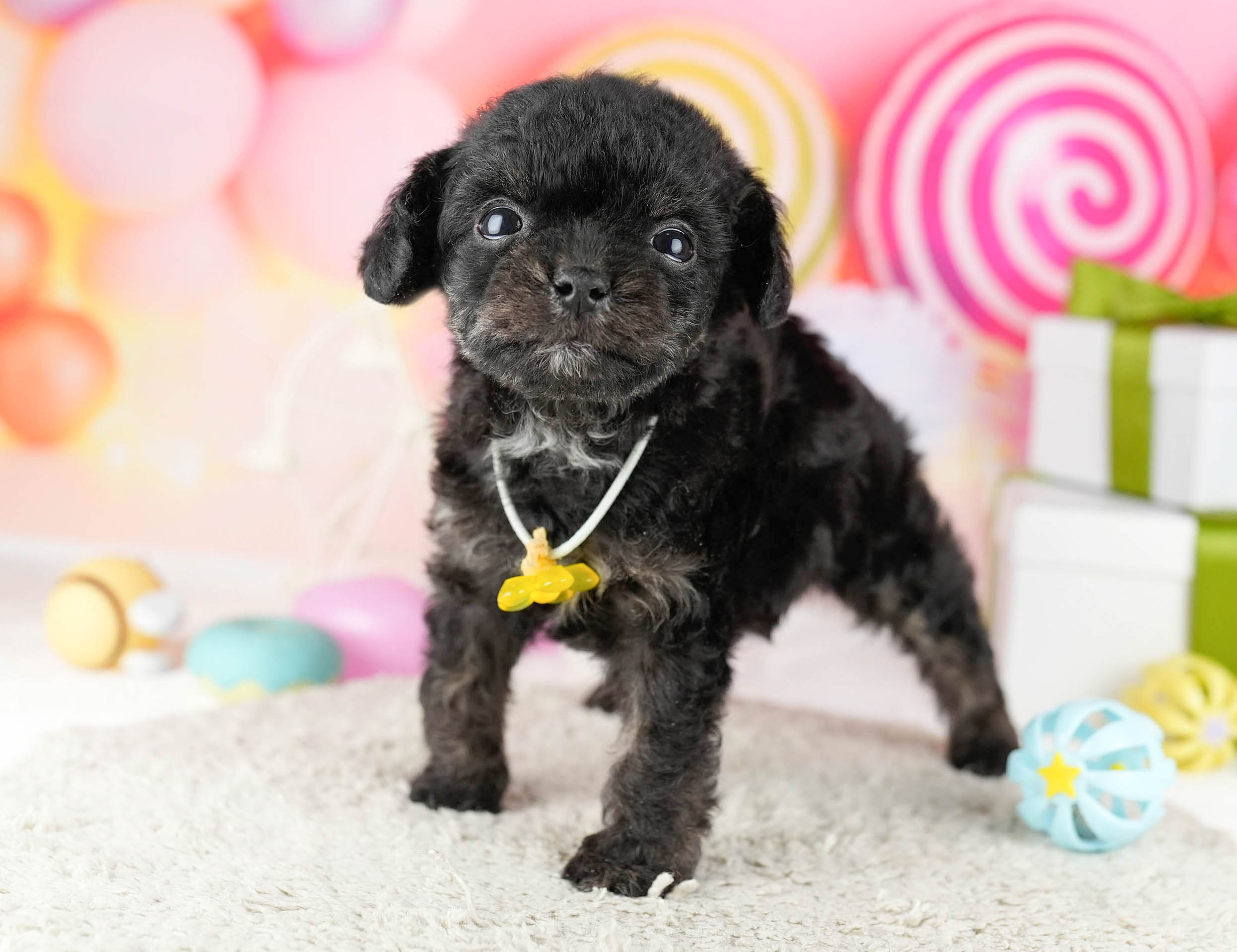 マルプーチー | 男の子 | ブラック | 2026年1月6日