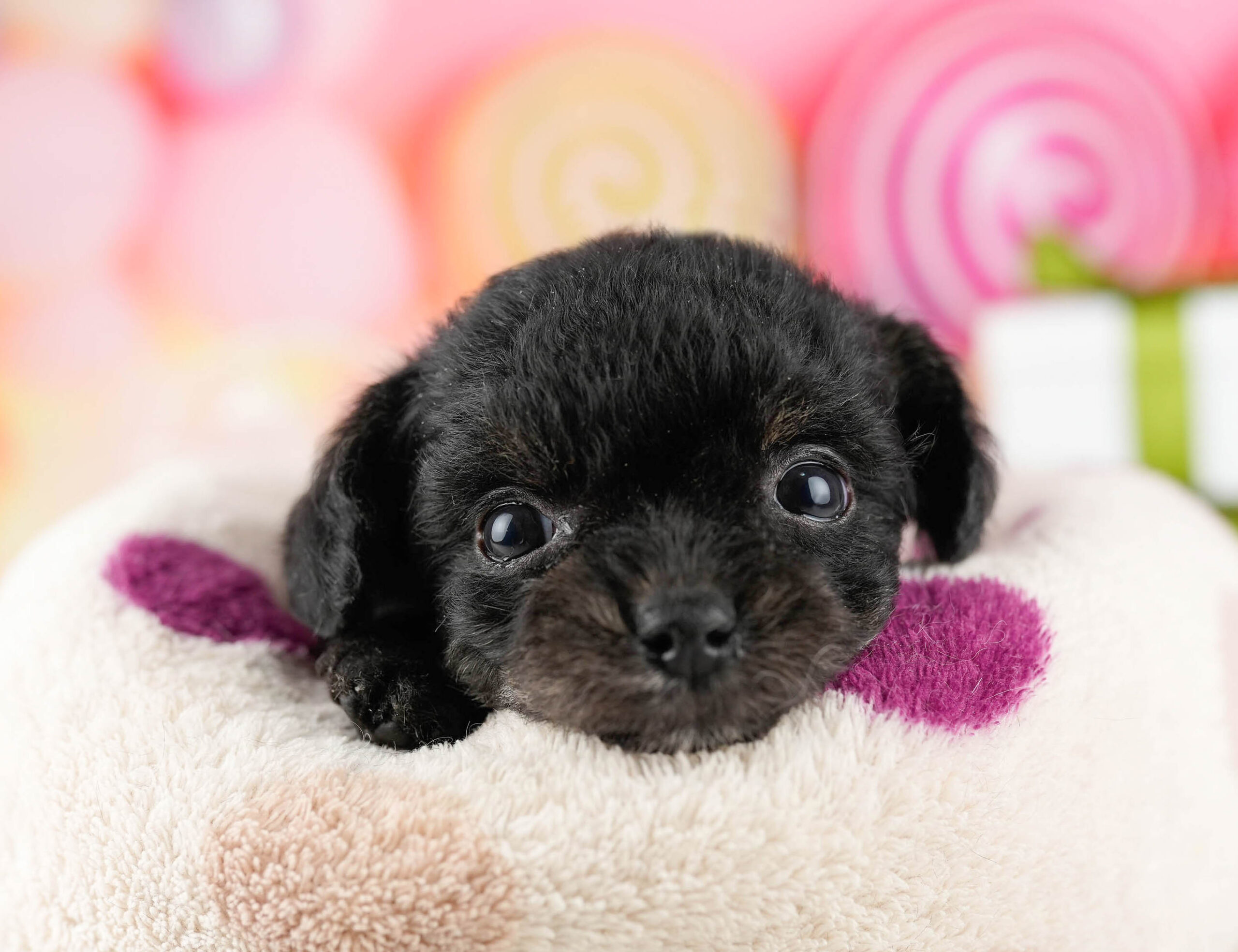 マルプーチー | 男の子 | ブラック | 2026年1月6日